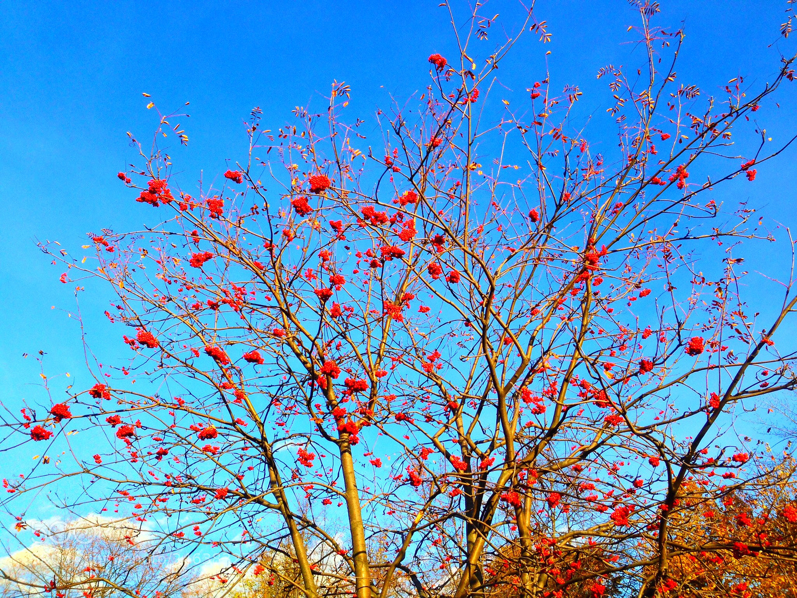 Apple iPhone 5 sample photo. Untitled photography