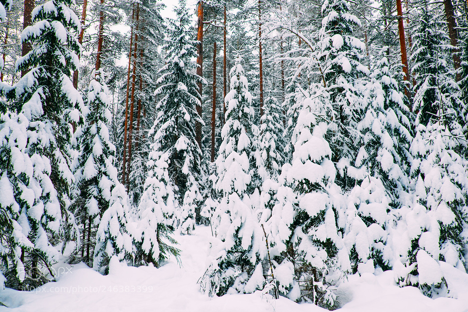 Fujifilm X-T1 sample photo. Russian winter photography