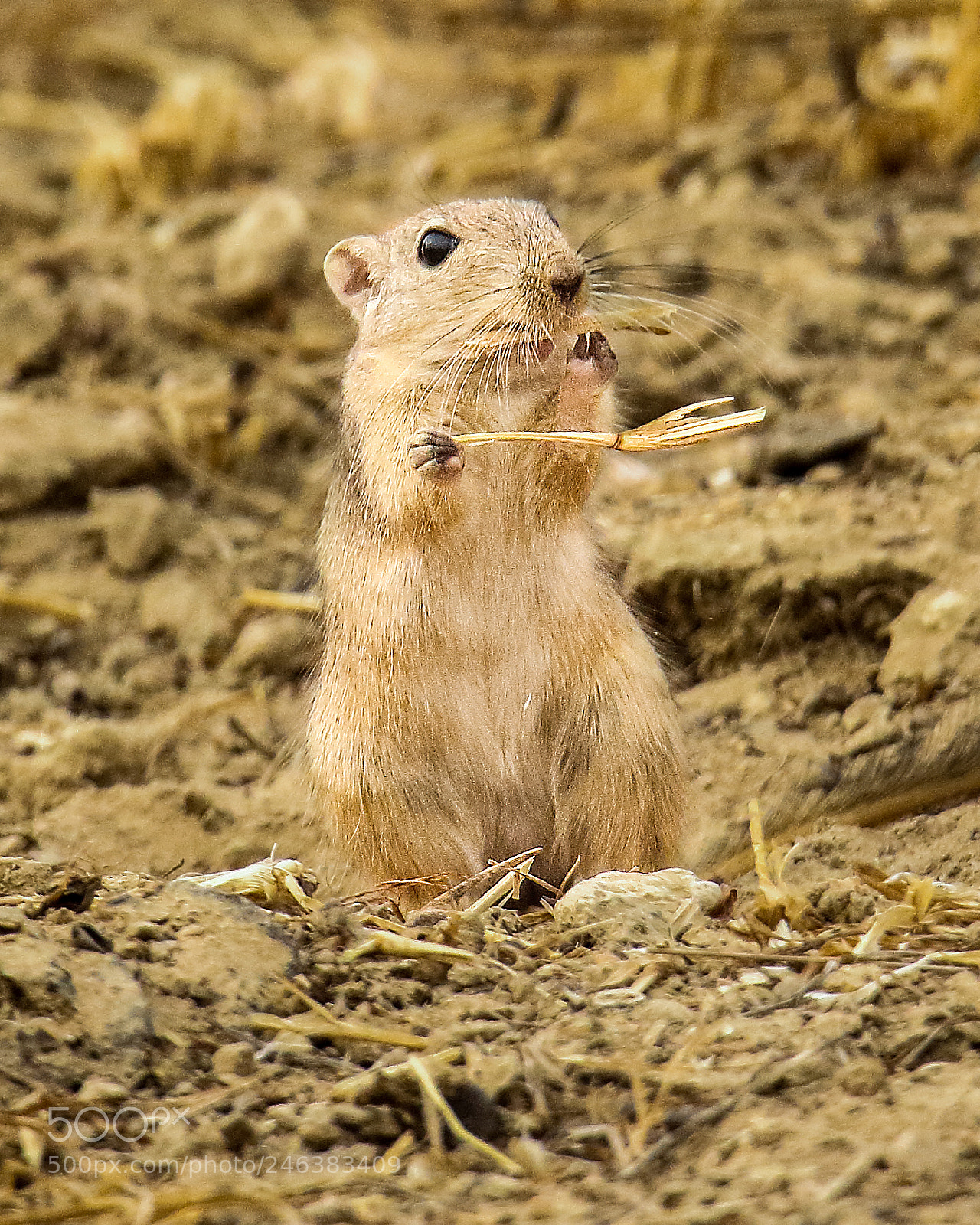 Canon EOS 7D Mark II sample photo. Rat/mouse id? باگی مُشک photography