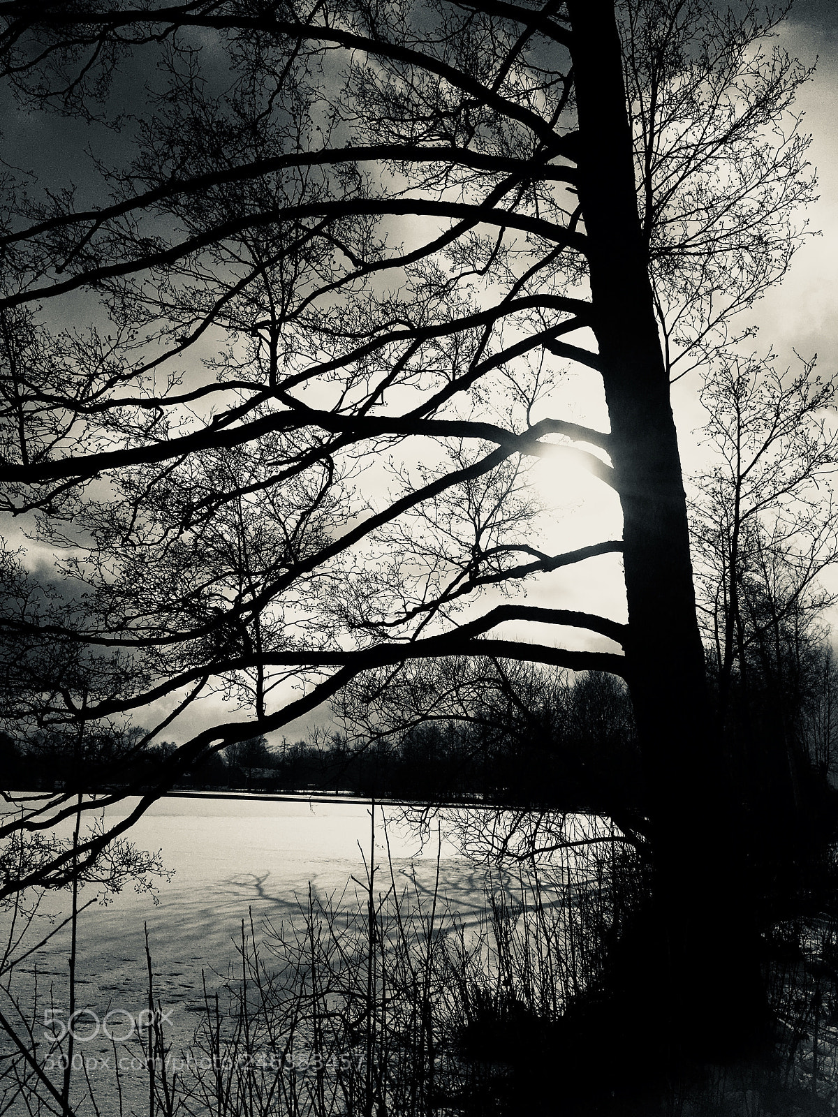 Apple iPhone 6s sample photo. Winter tree photography