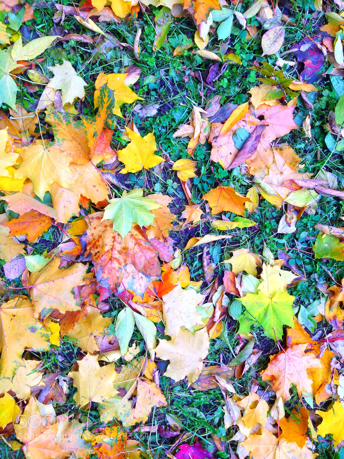 Apple iPhone 5 sample photo. Untitled photography
