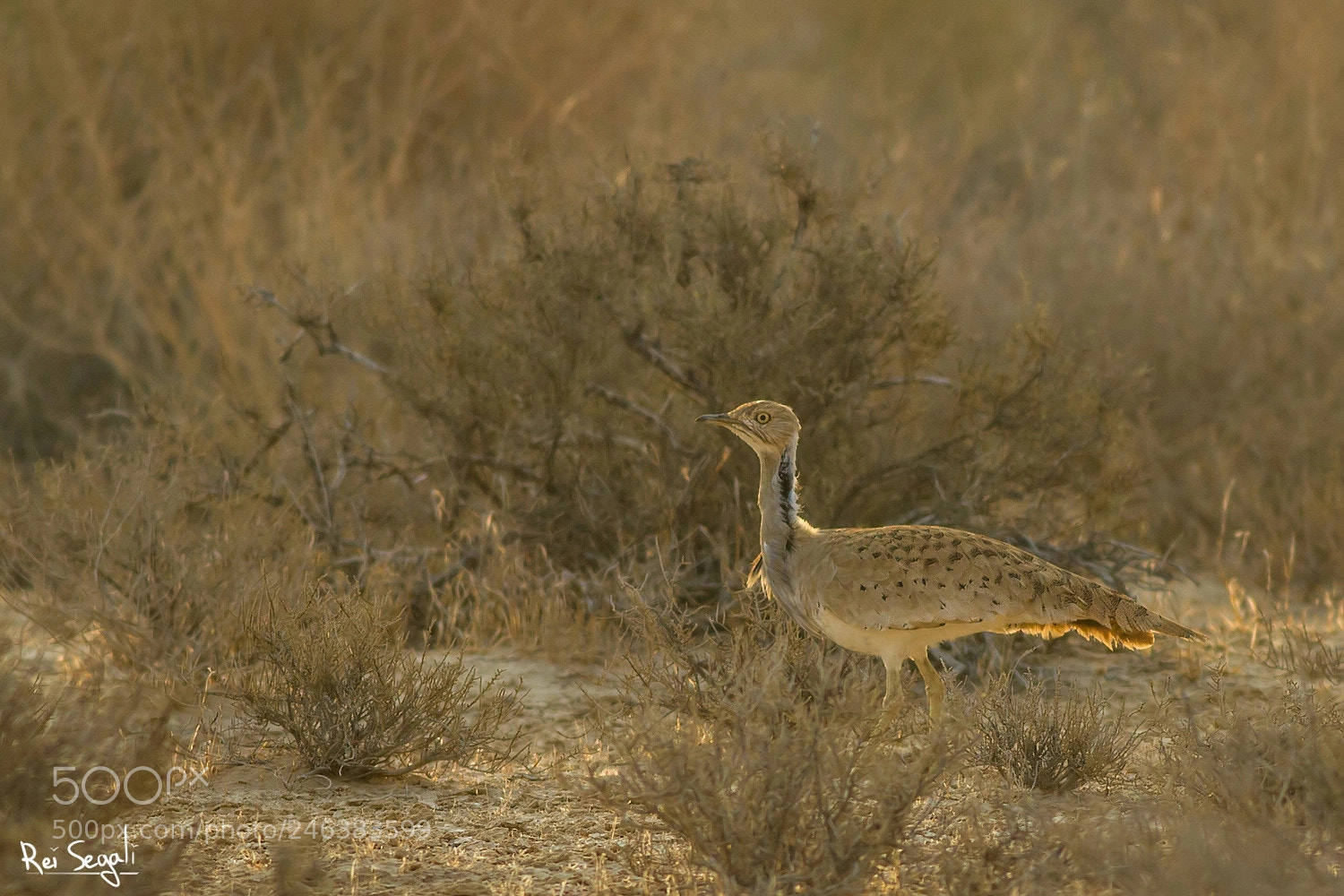 Canon EOS 7D sample photo. Chlamydotis macqueeni photography