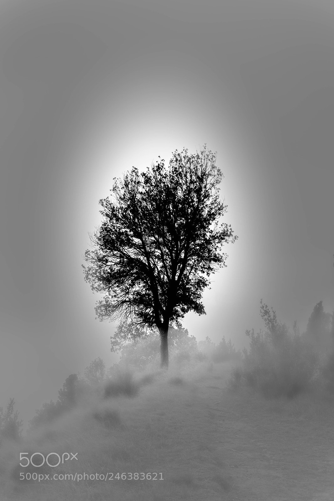 Nikon D7100 sample photo. Arbol entre la niebla photography