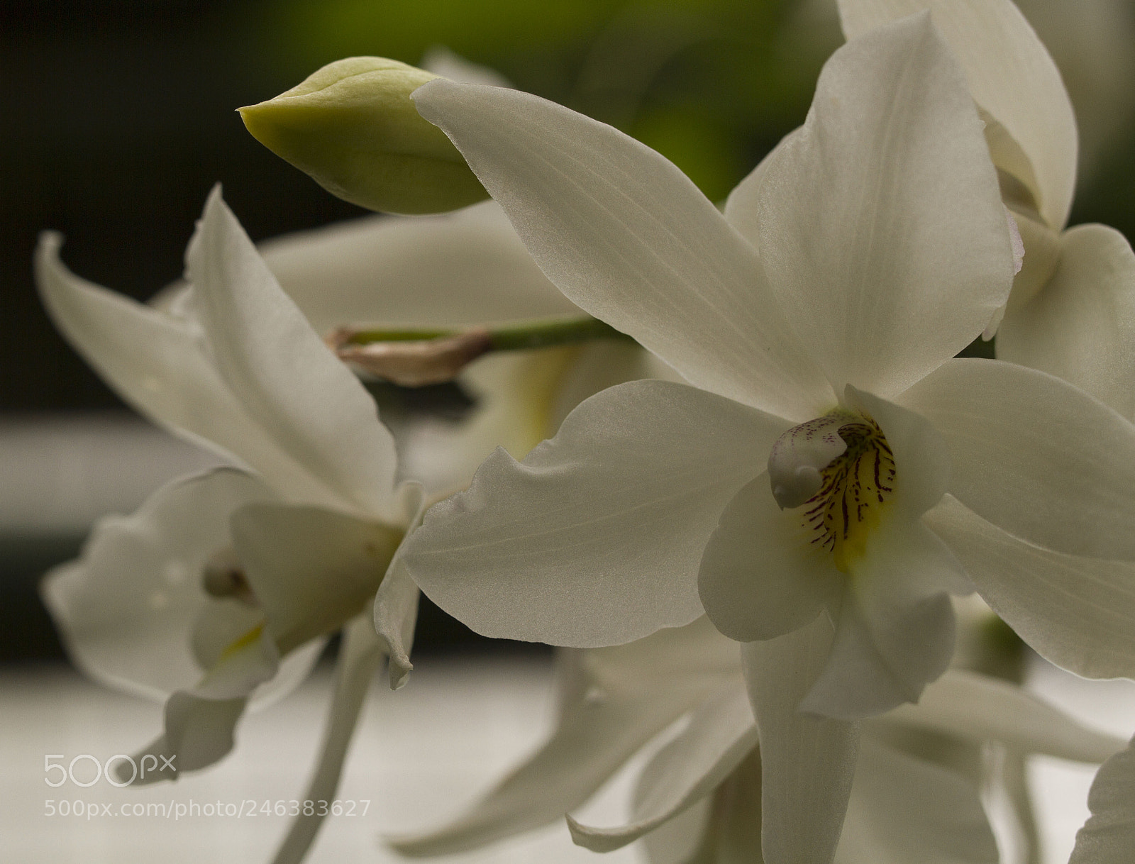 Canon EOS 7D sample photo. Orchid photography