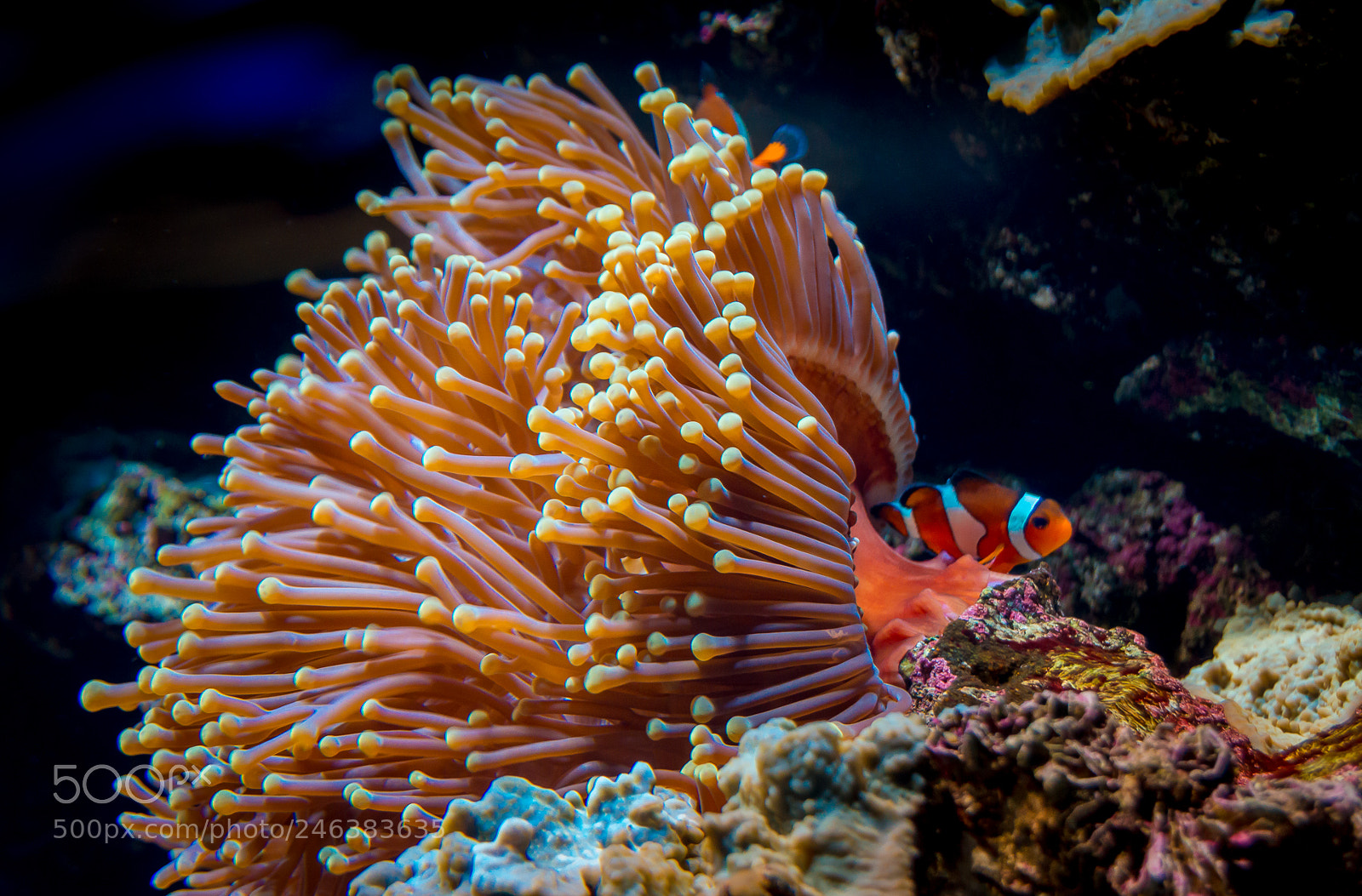 Nikon D3200 sample photo. Finding anemone photography