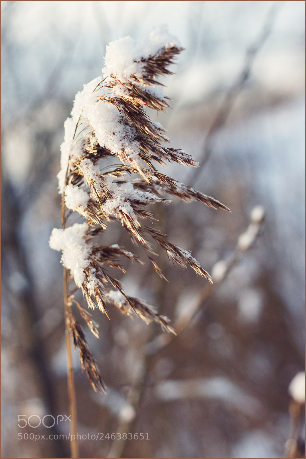 Canon EOS 700D (EOS Rebel T5i / EOS Kiss X7i) sample photo. Grass rustling photography