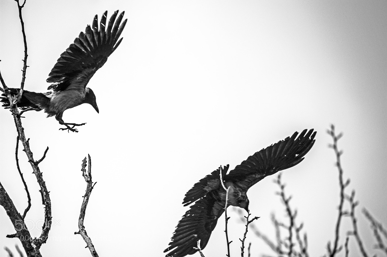 Nikon D7100 sample photo. Wings. photography