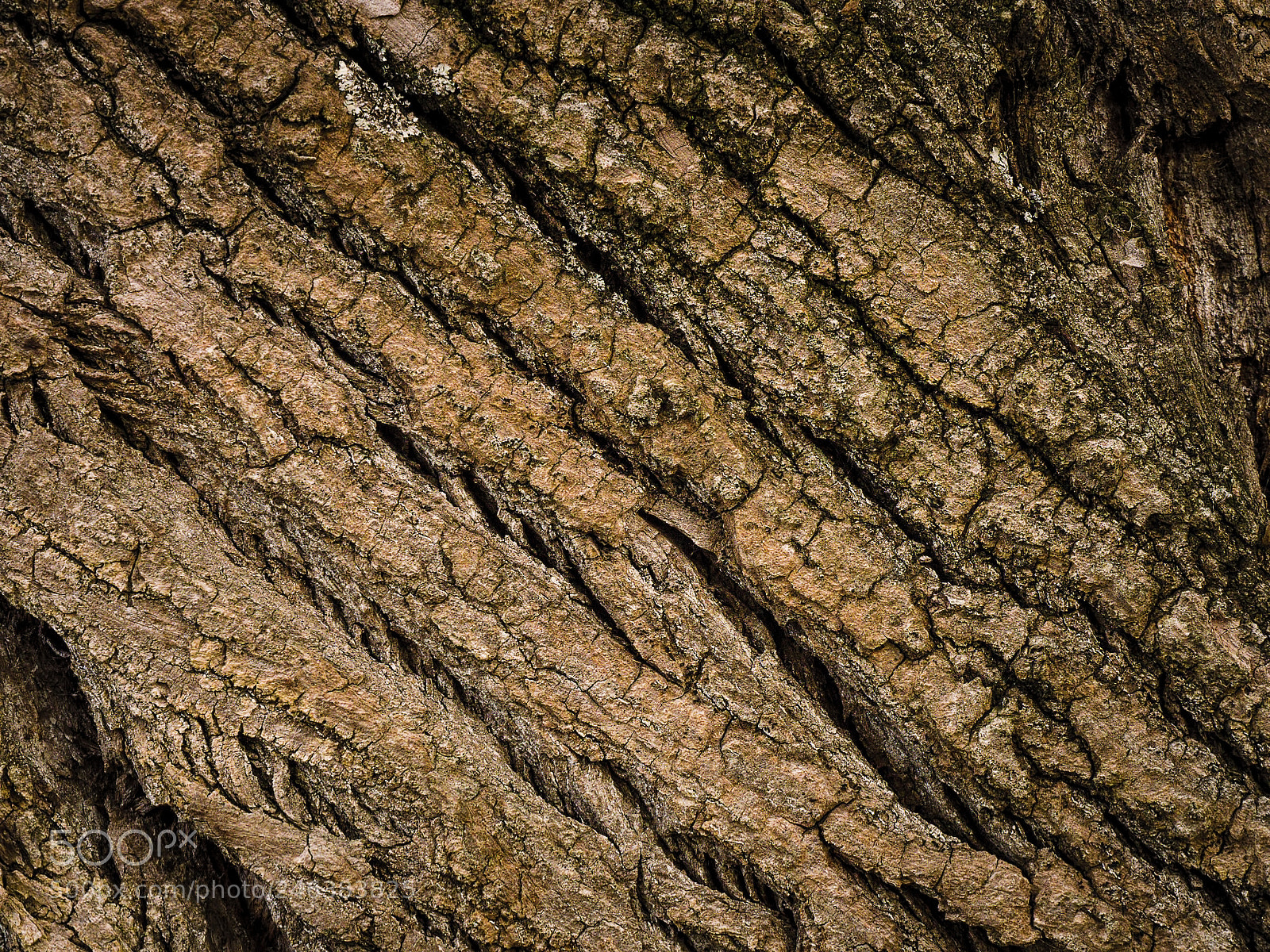 Panasonic Lumix DMC-GX8 sample photo. Tree bark texture photography