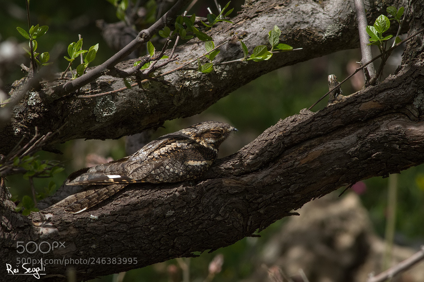 Canon EOS 7D sample photo. Perfect camouflage photography