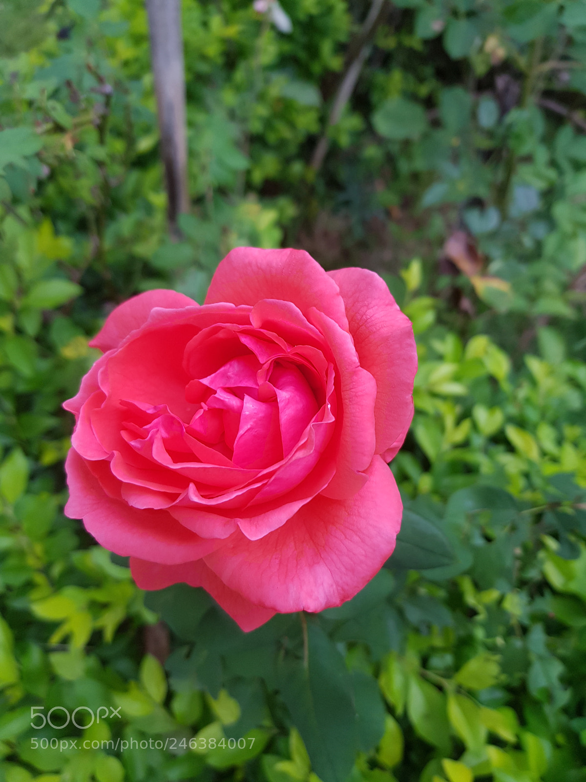 Samsung Galaxy S8+ sample photo. Untitled photography