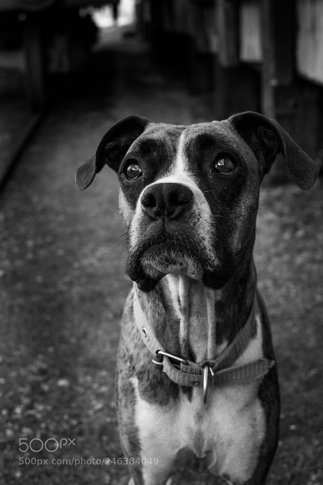 Nikon D3100 sample photo. What do you look photography