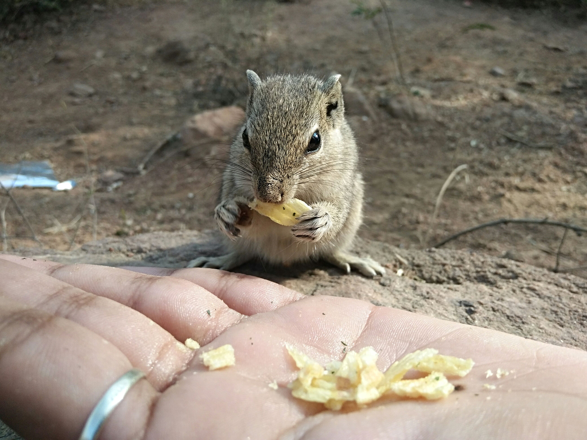 vivo V3MAX sample photo