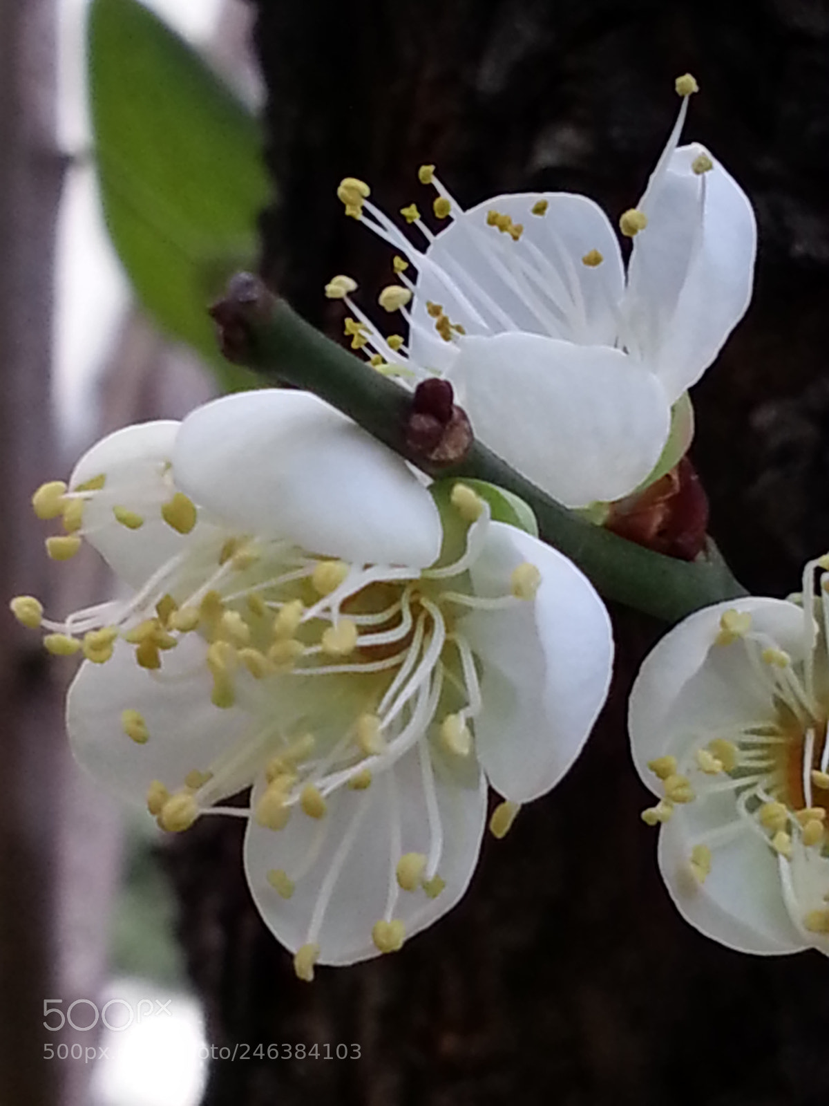 Samsung Galaxy Note4 sample photo. 李花 photography