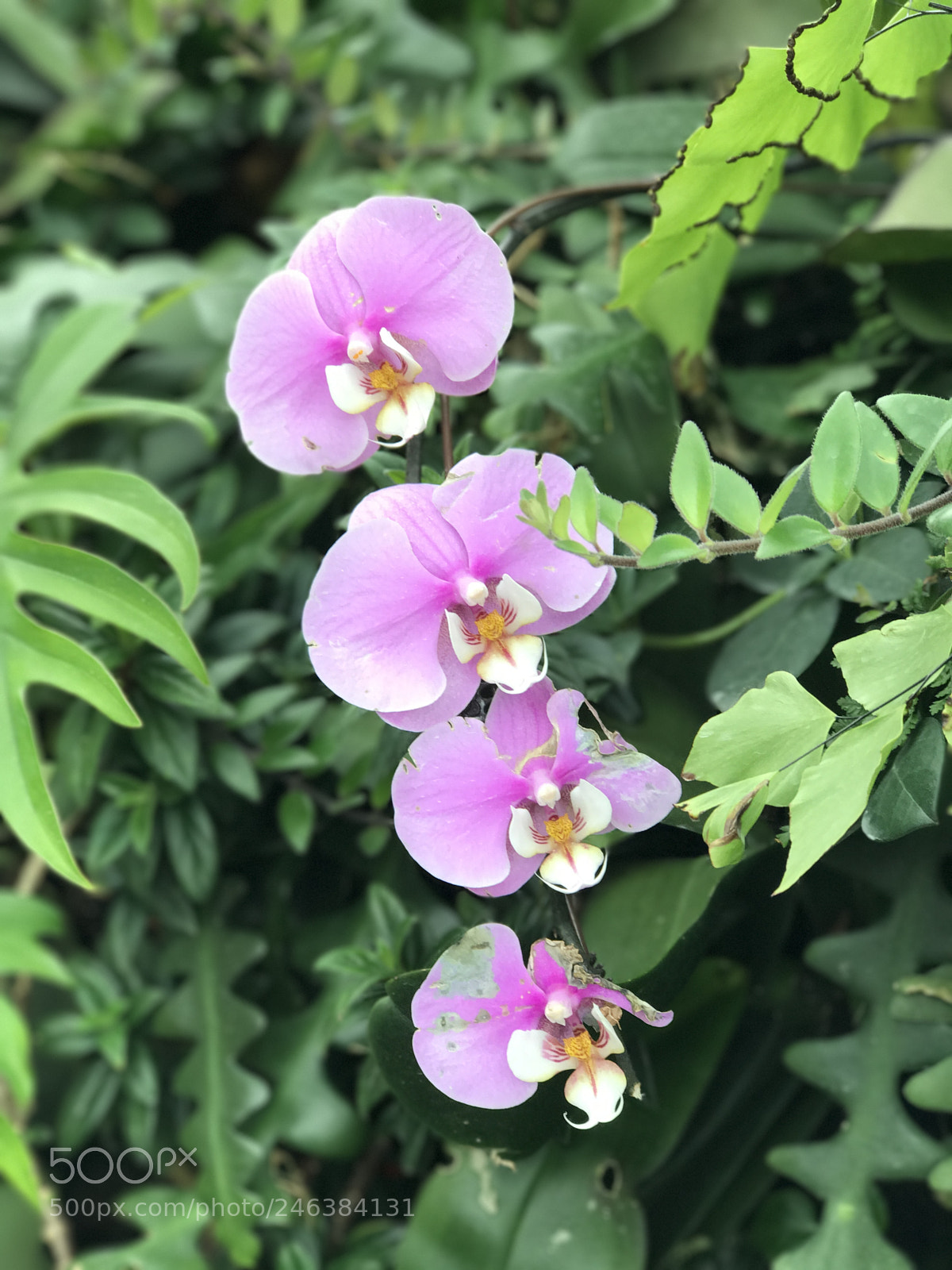 Apple iPhone 7 Plus sample photo. Gardens by the bay photography