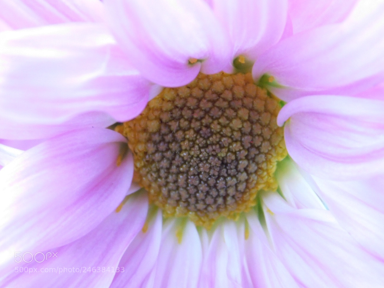 Nikon Coolpix B500 sample photo. Pretty purple 1 photography