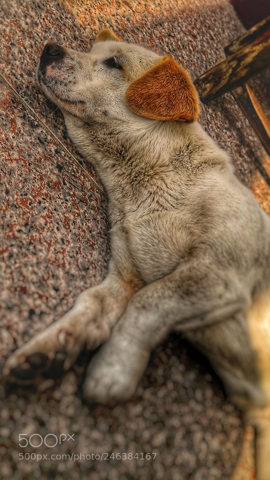 HUAWEI Mate 10 Pro sample photo. Untitled photography