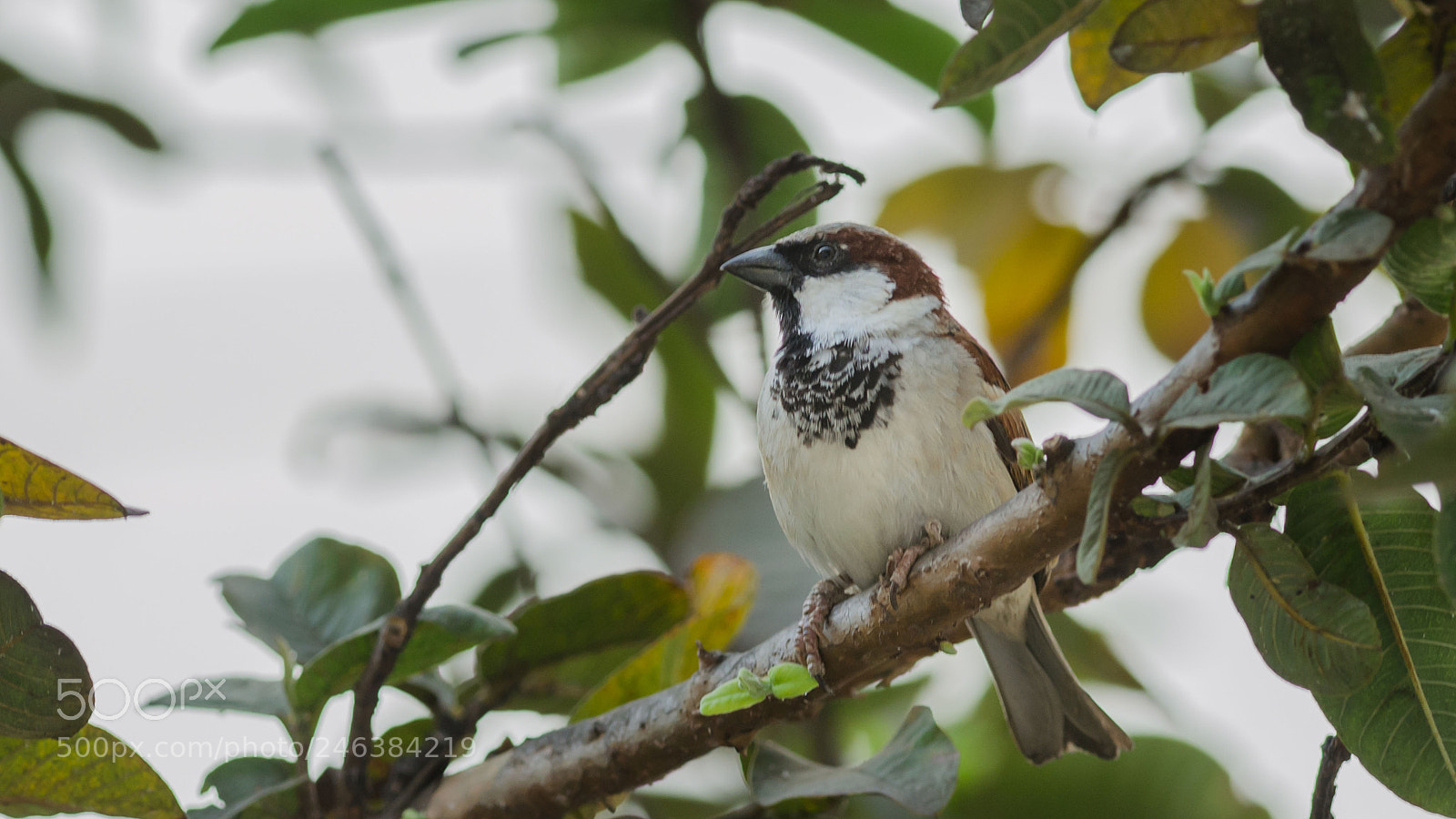 Nikon D5100 sample photo. Domesticus photography