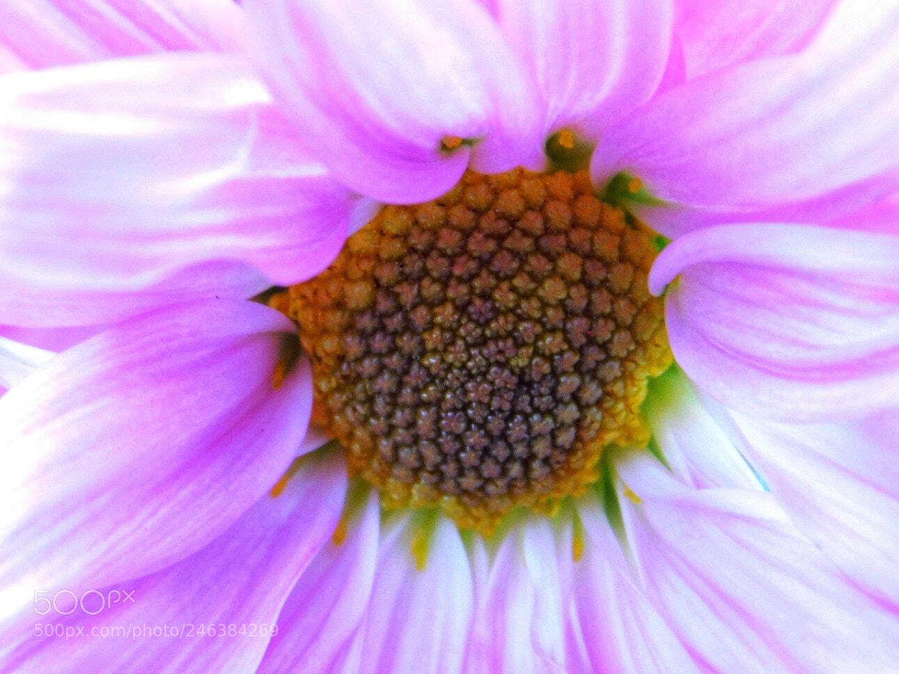 Nikon Coolpix B500 sample photo. Pretty purple 2 photography
