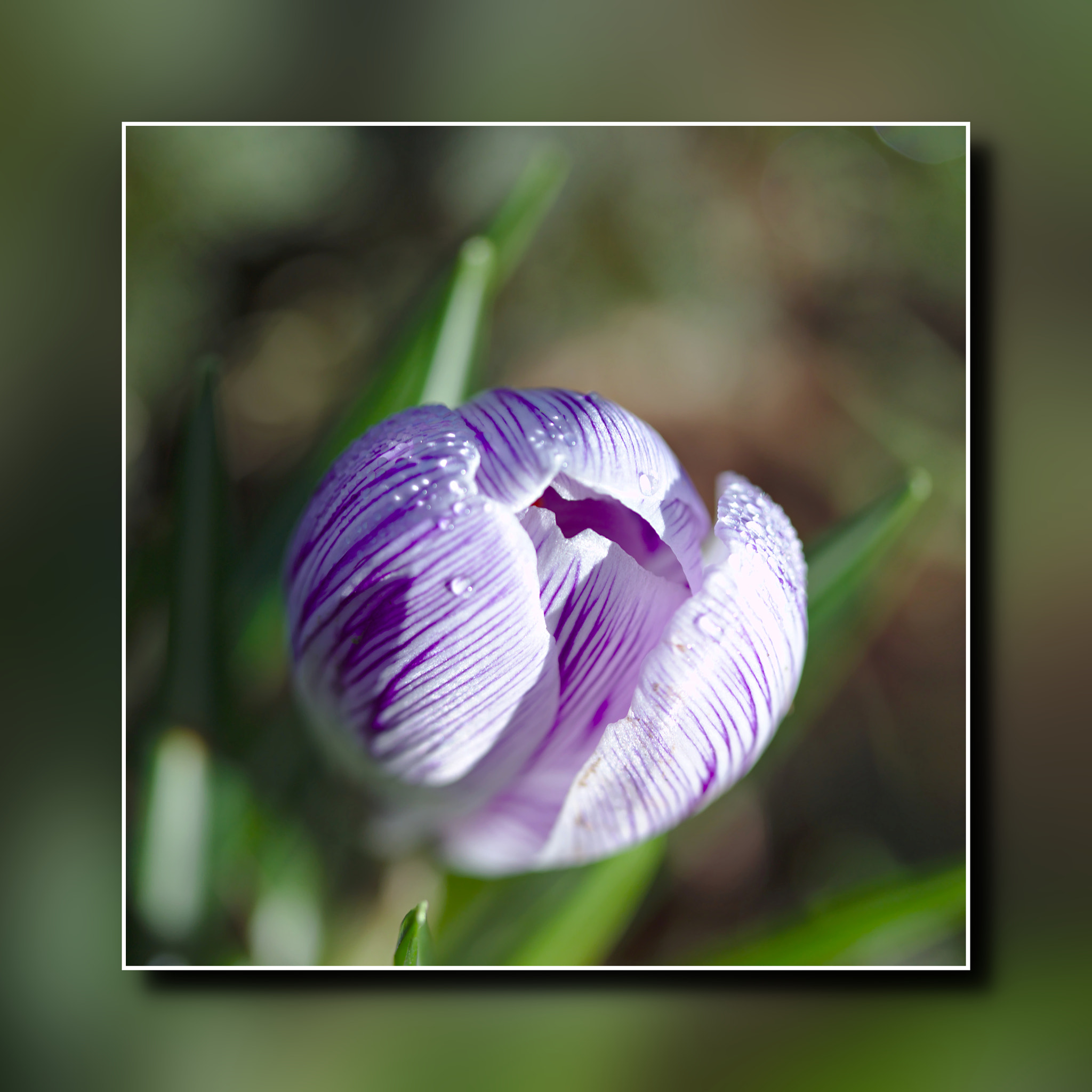 Canon EF-S 60mm F2.8 Macro USM sample photo. Crocus photography