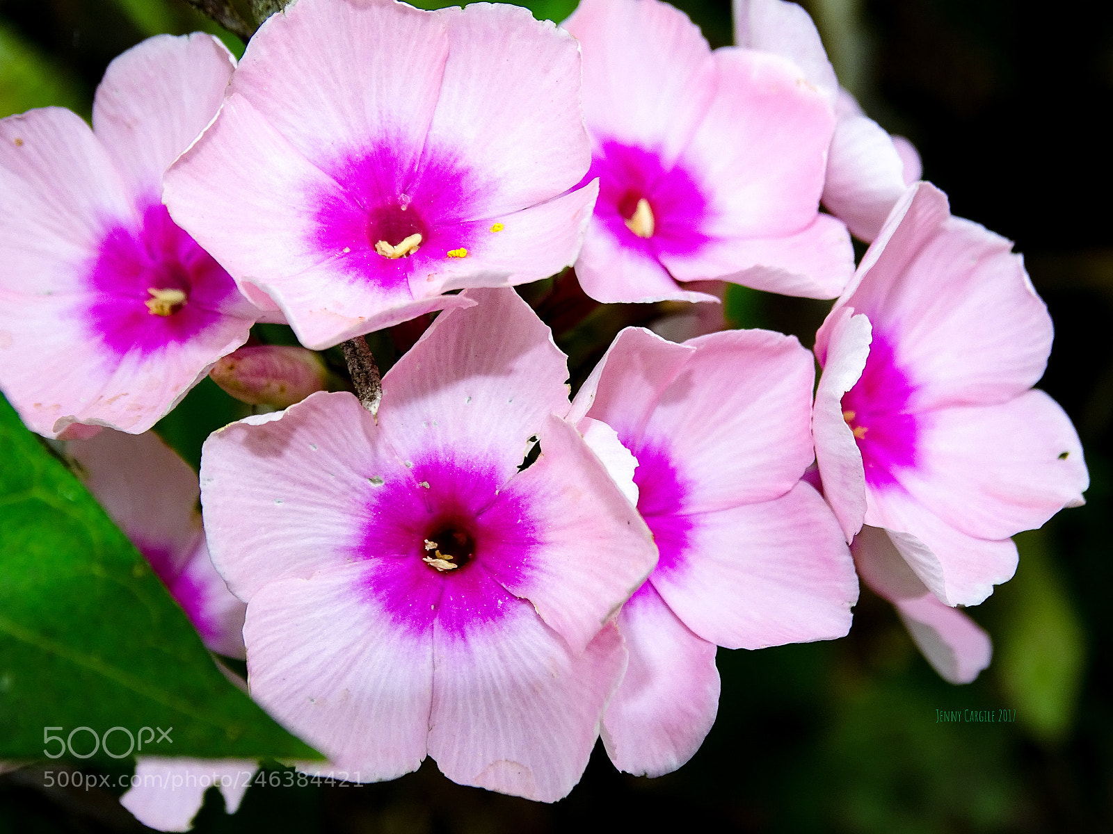 Sony Cyber-shot DSC-HX400V sample photo. Pink phlox photography