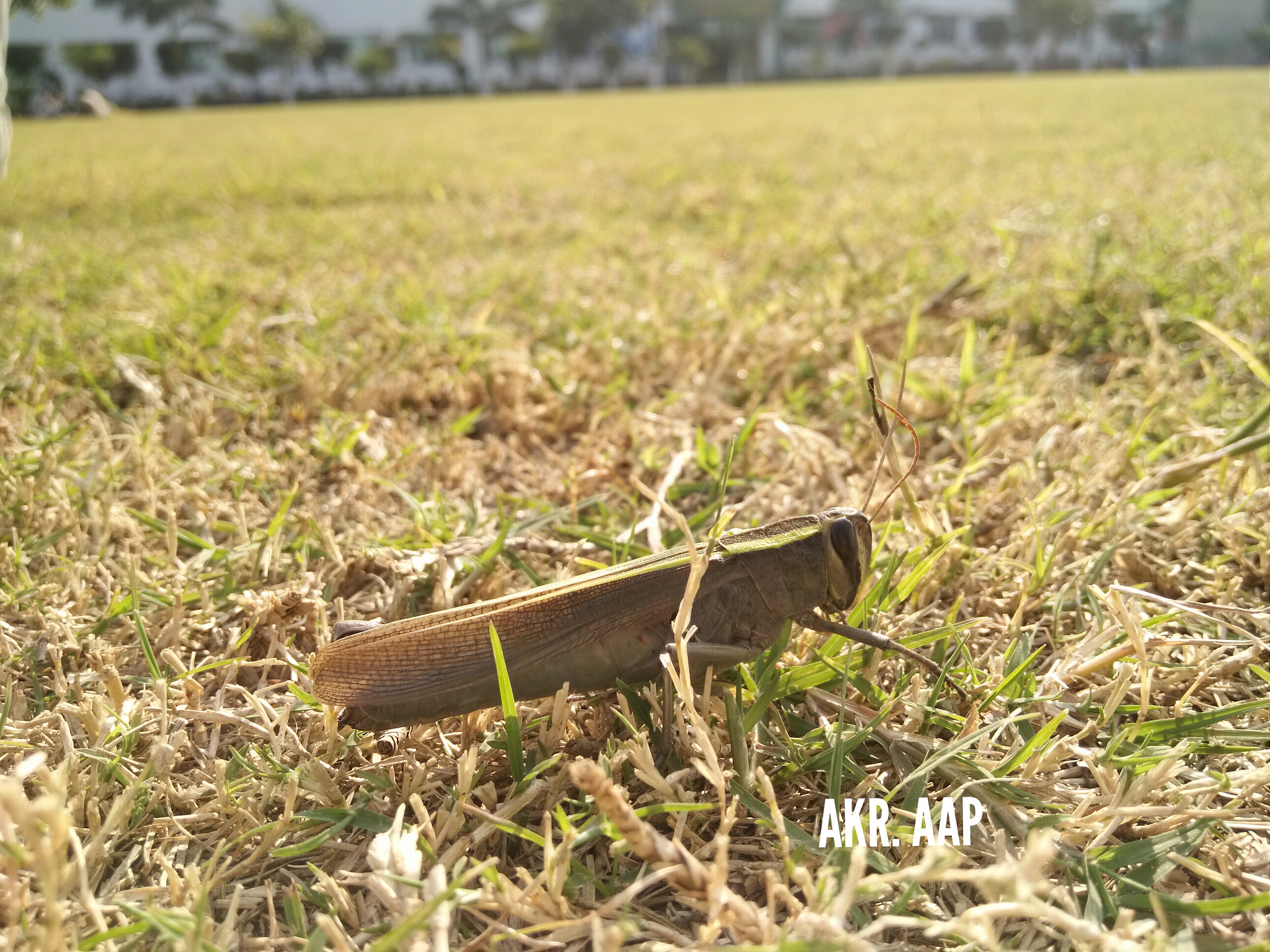 vivo V3MAX sample photo