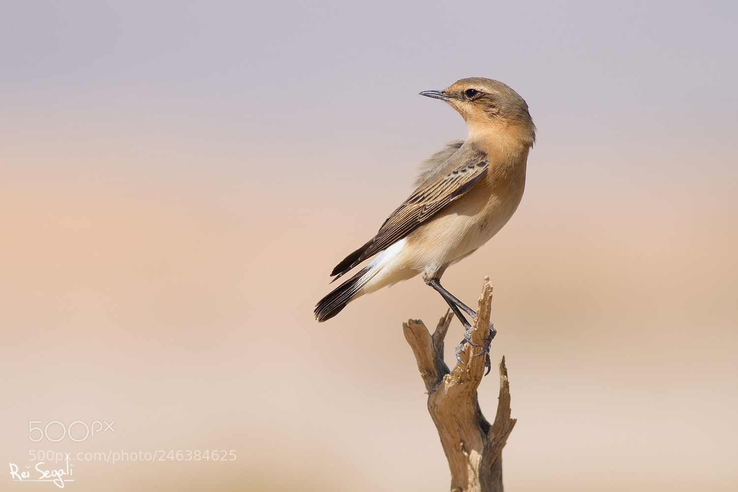 Canon EOS 7D sample photo. Northern wheatear photography