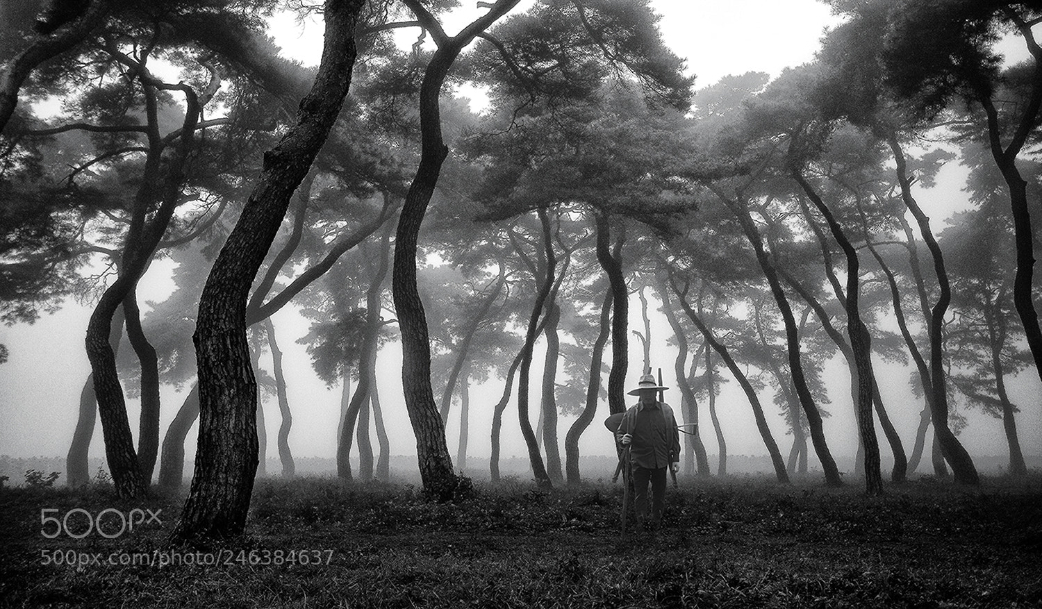 Canon EOS 5D sample photo. 안개속의 임한리 photography