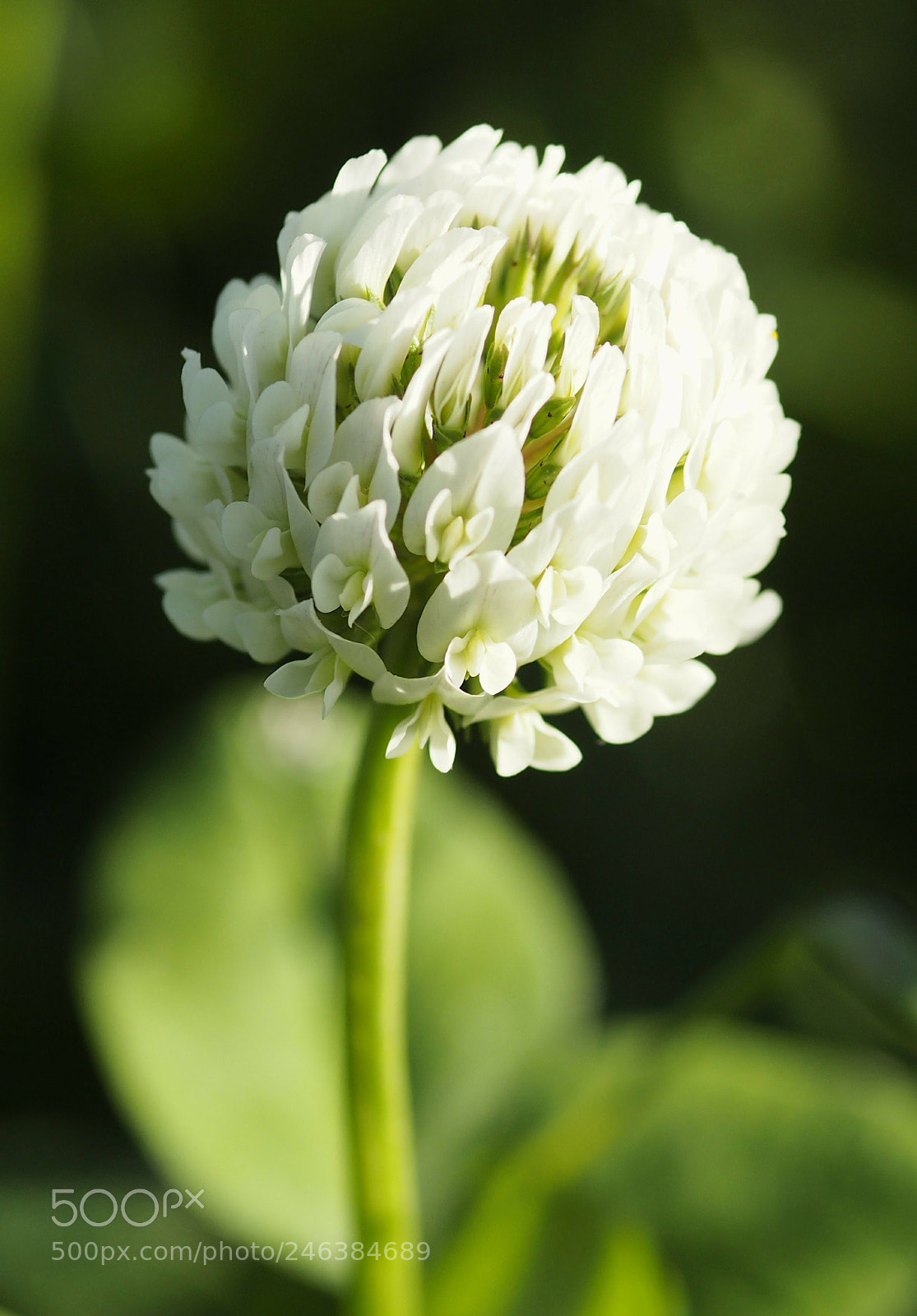 Olympus OM-D E-M10 sample photo. Una flor photography