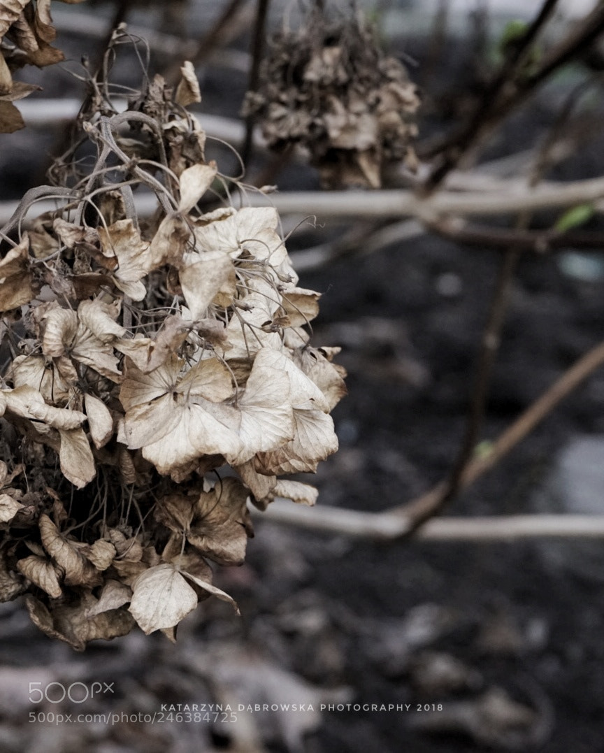 Sony a7 sample photo. Waiting for spring photography
