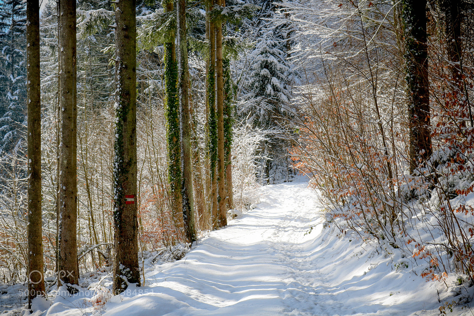Canon EOS 750D (EOS Rebel T6i / EOS Kiss X8i) sample photo. Am weg zur wolfschwang photography