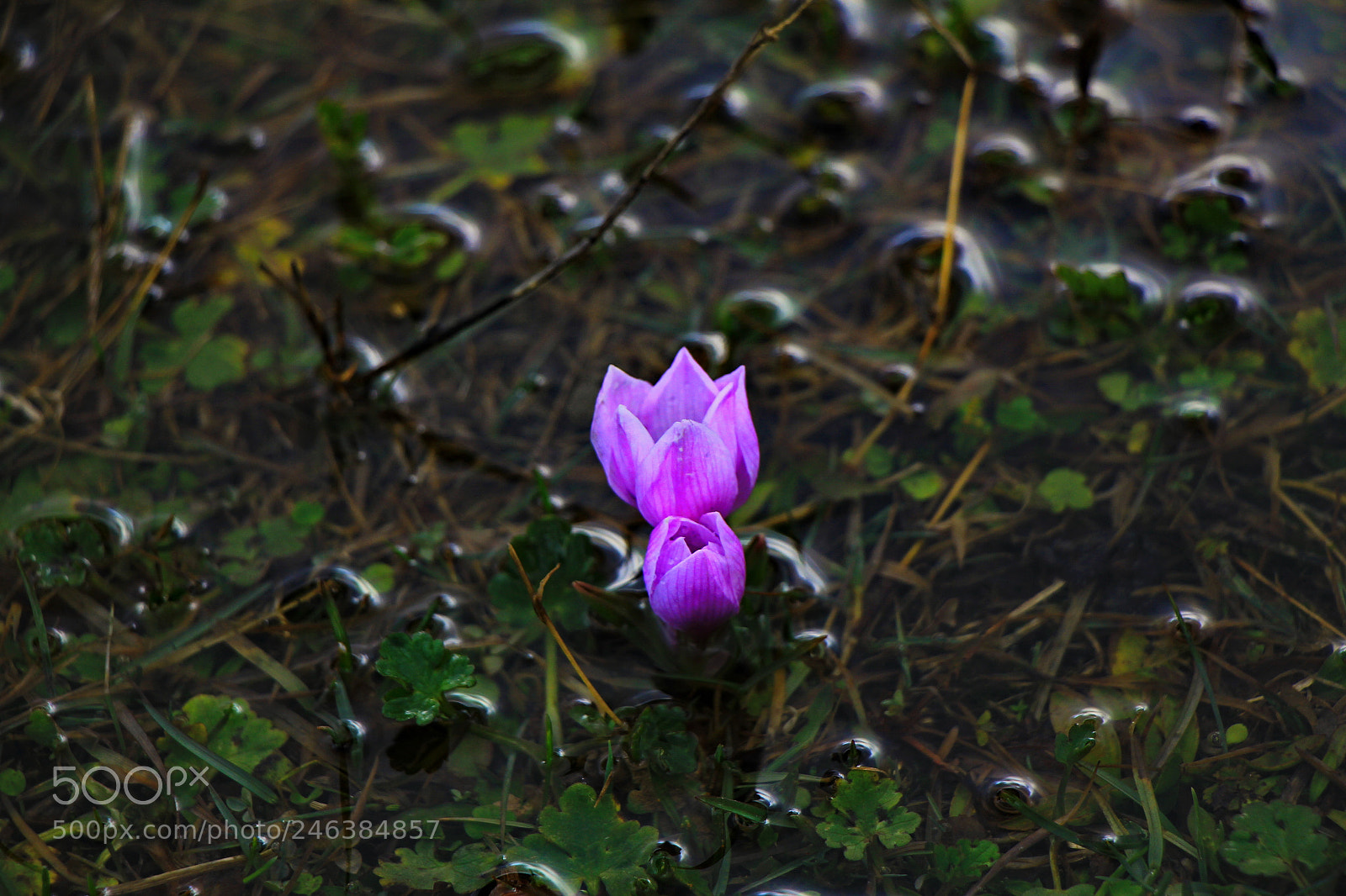 Canon EOS 60D sample photo. Untitled photography