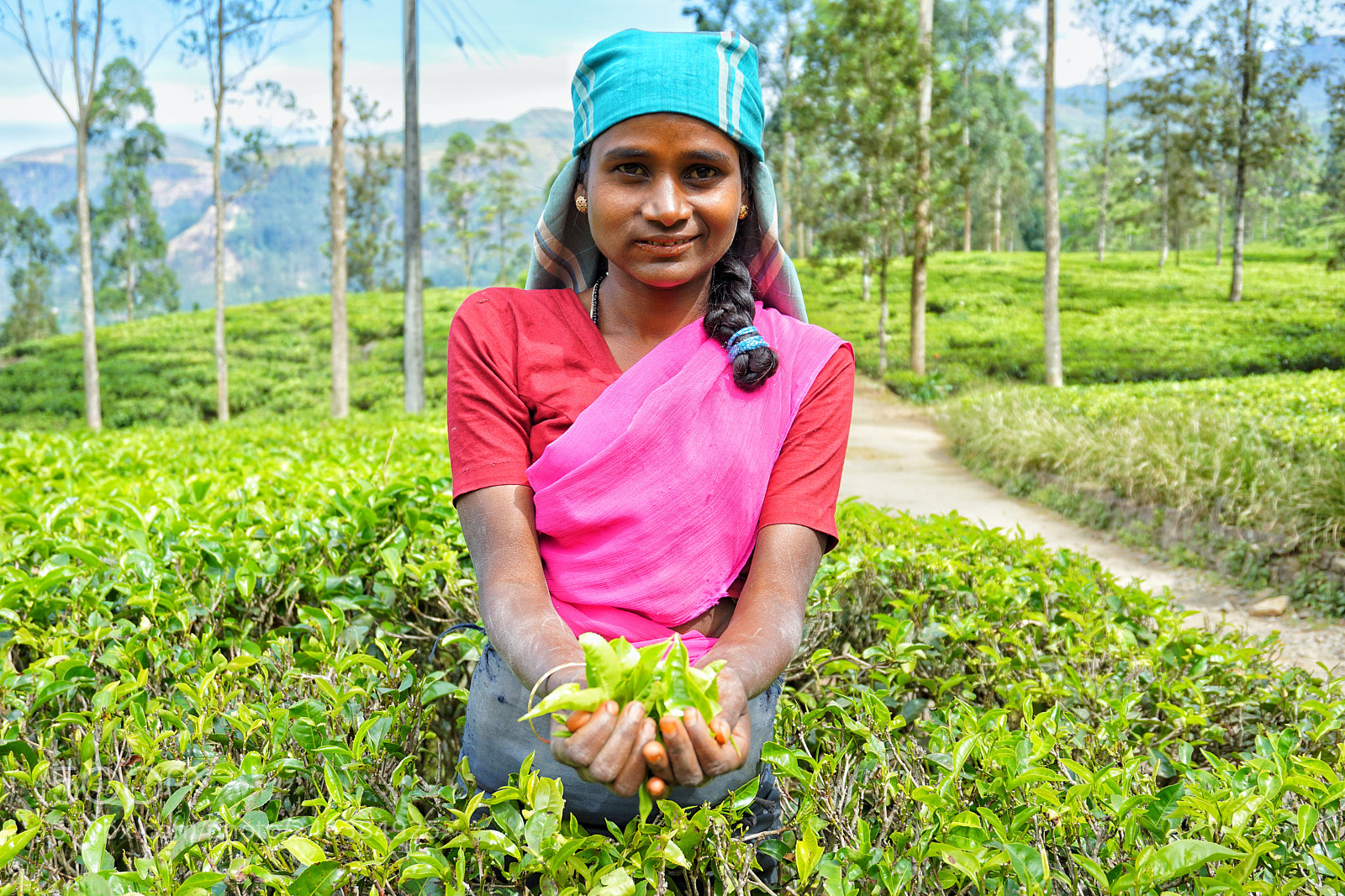 Sony a5100 sample photo. Tea plantation photography