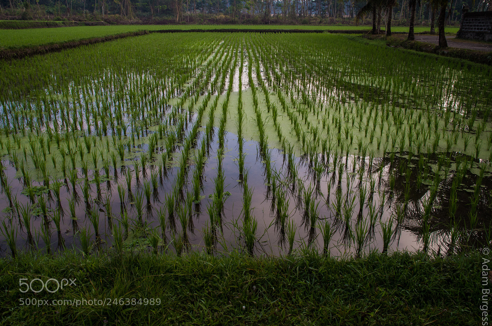 Pentax K-30 sample photo. Rice paddy photography