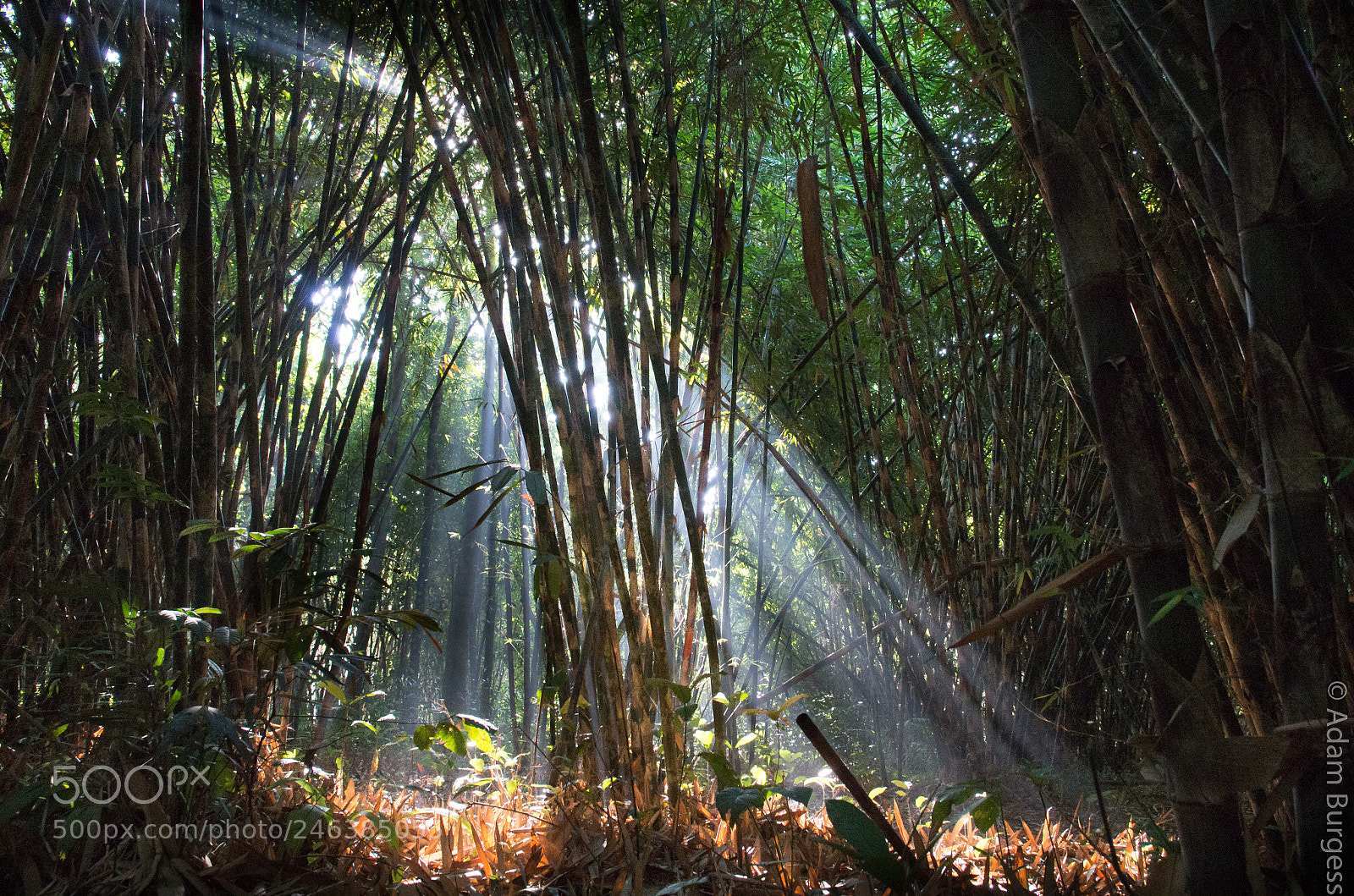 Pentax K-30 sample photo. Bamboo forrest photography