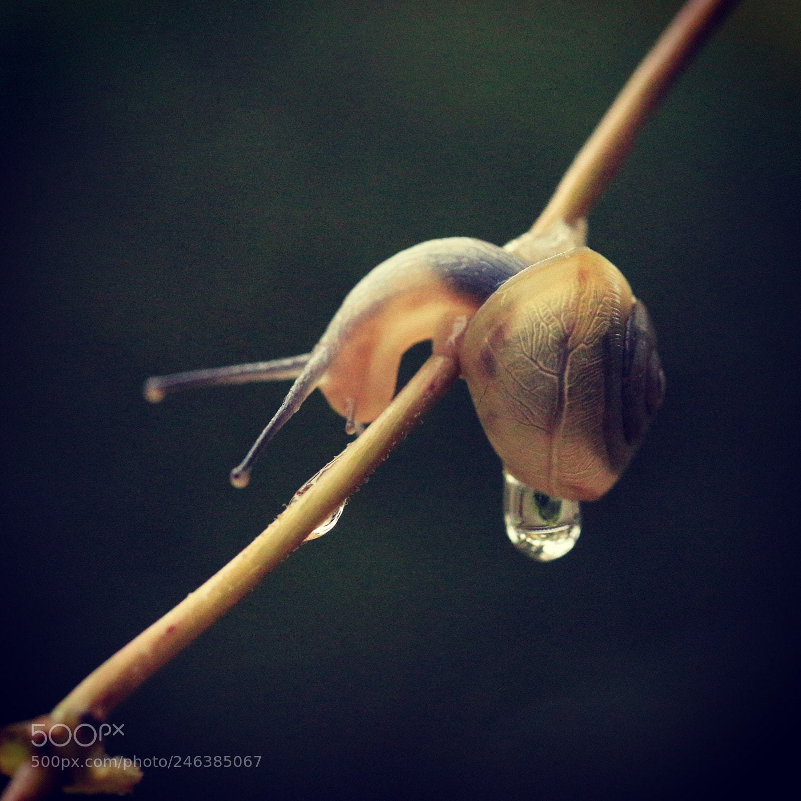 Canon EOS 100D (EOS Rebel SL1 / EOS Kiss X7) sample photo. Snail on  ivy photography