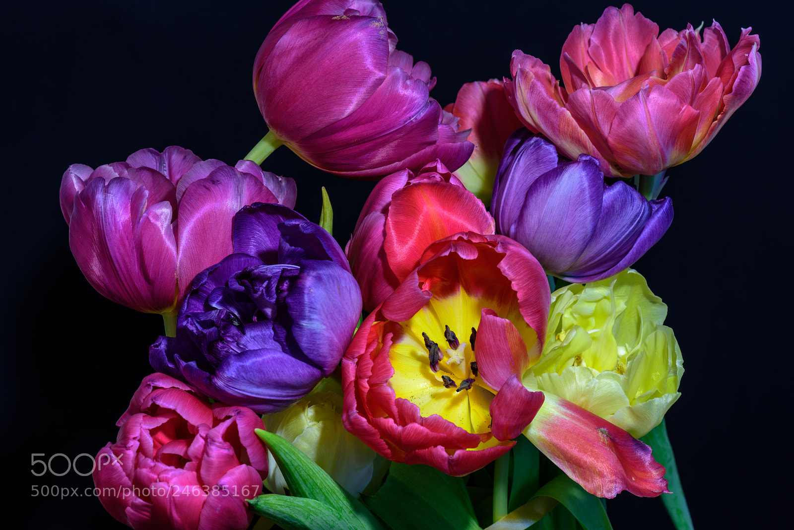 Nikon D810 sample photo. Wild bunch photography