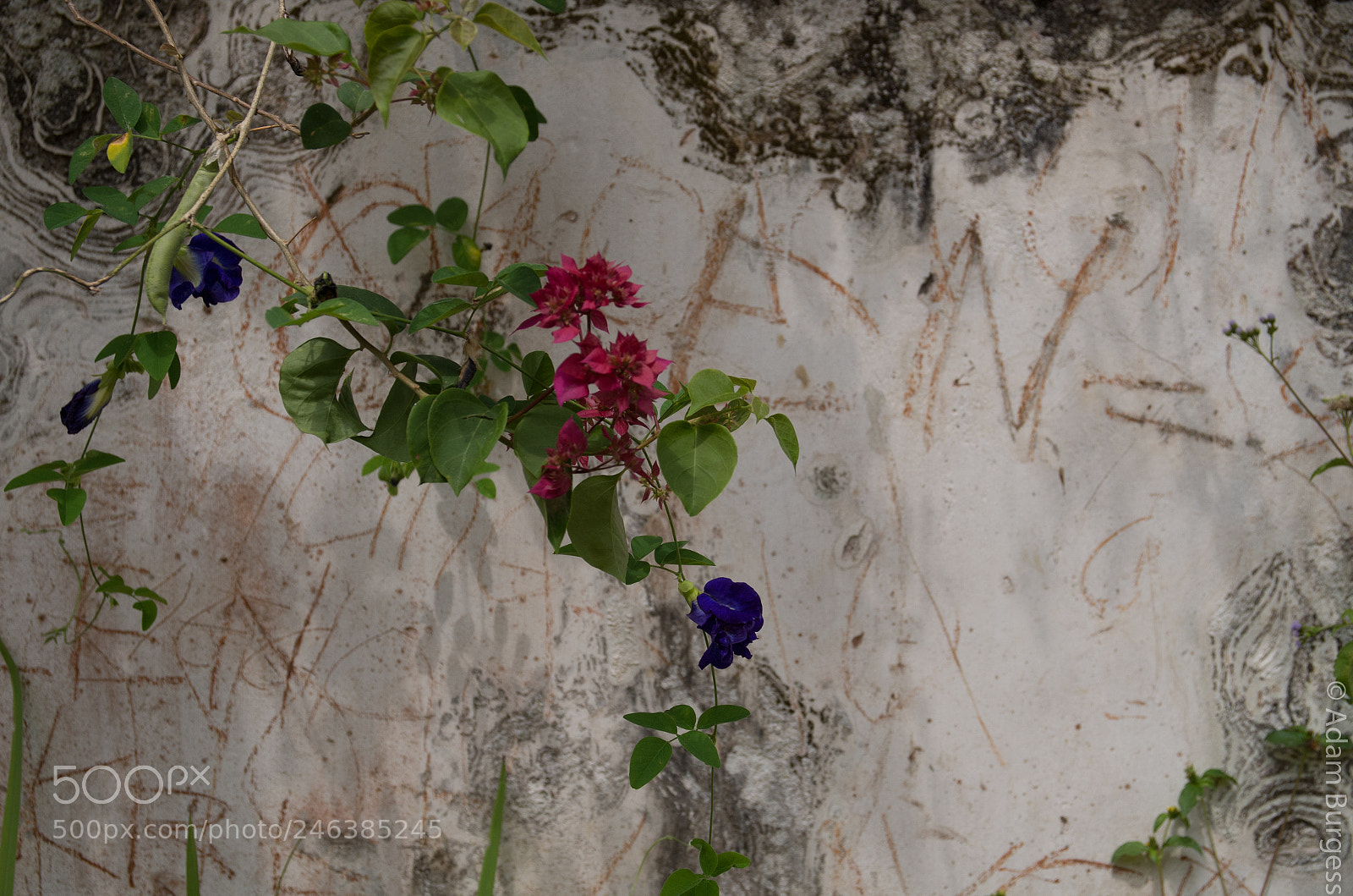 Pentax K-30 sample photo. Graffiti photography