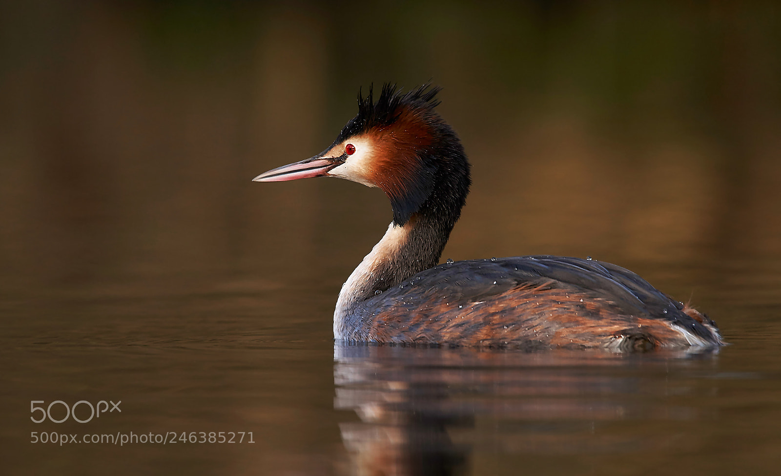 Sony SLT-A58 sample photo. Great crested grebe photography