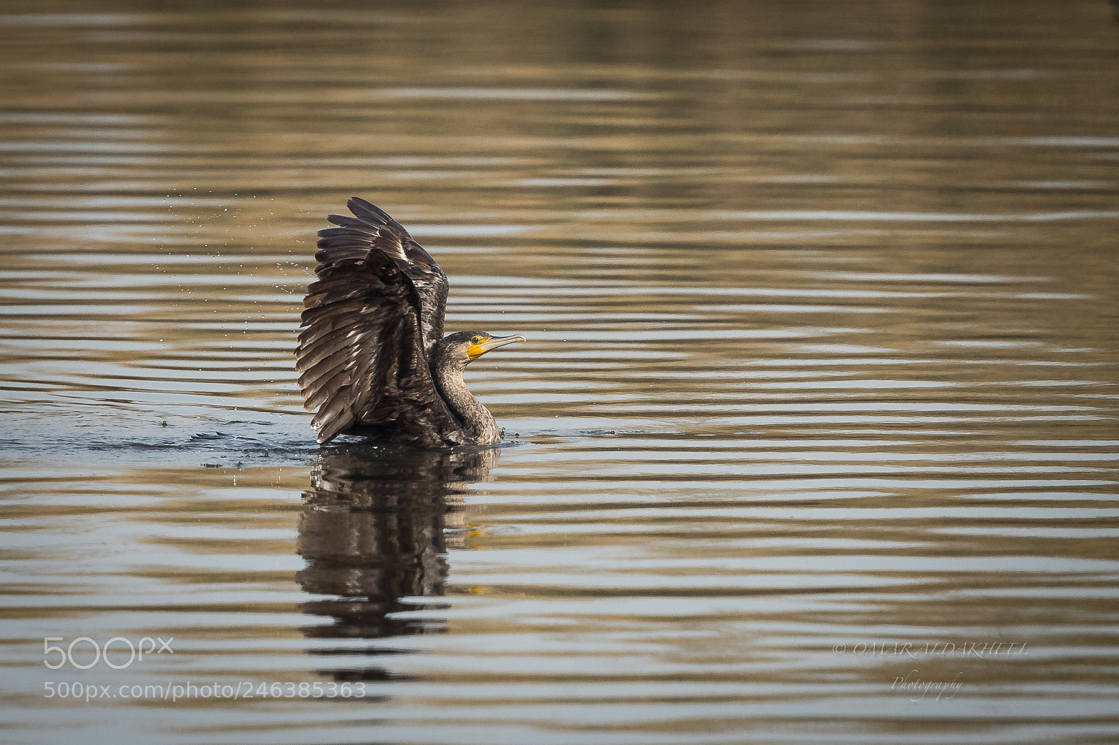 Canon EOS-1D X Mark II sample photo. Great cormorant photography