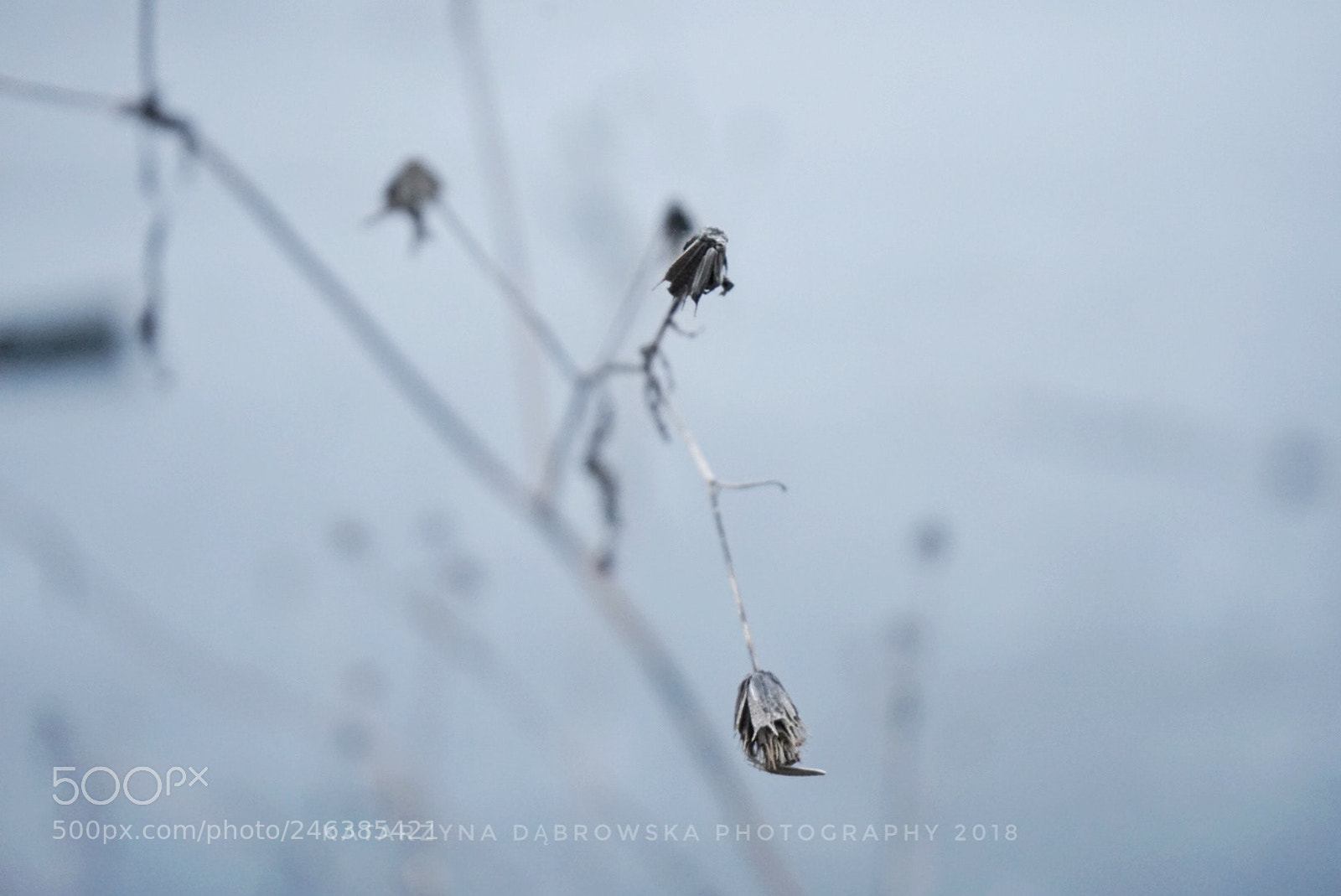 Sony a7 sample photo. Freezing stuff photography
