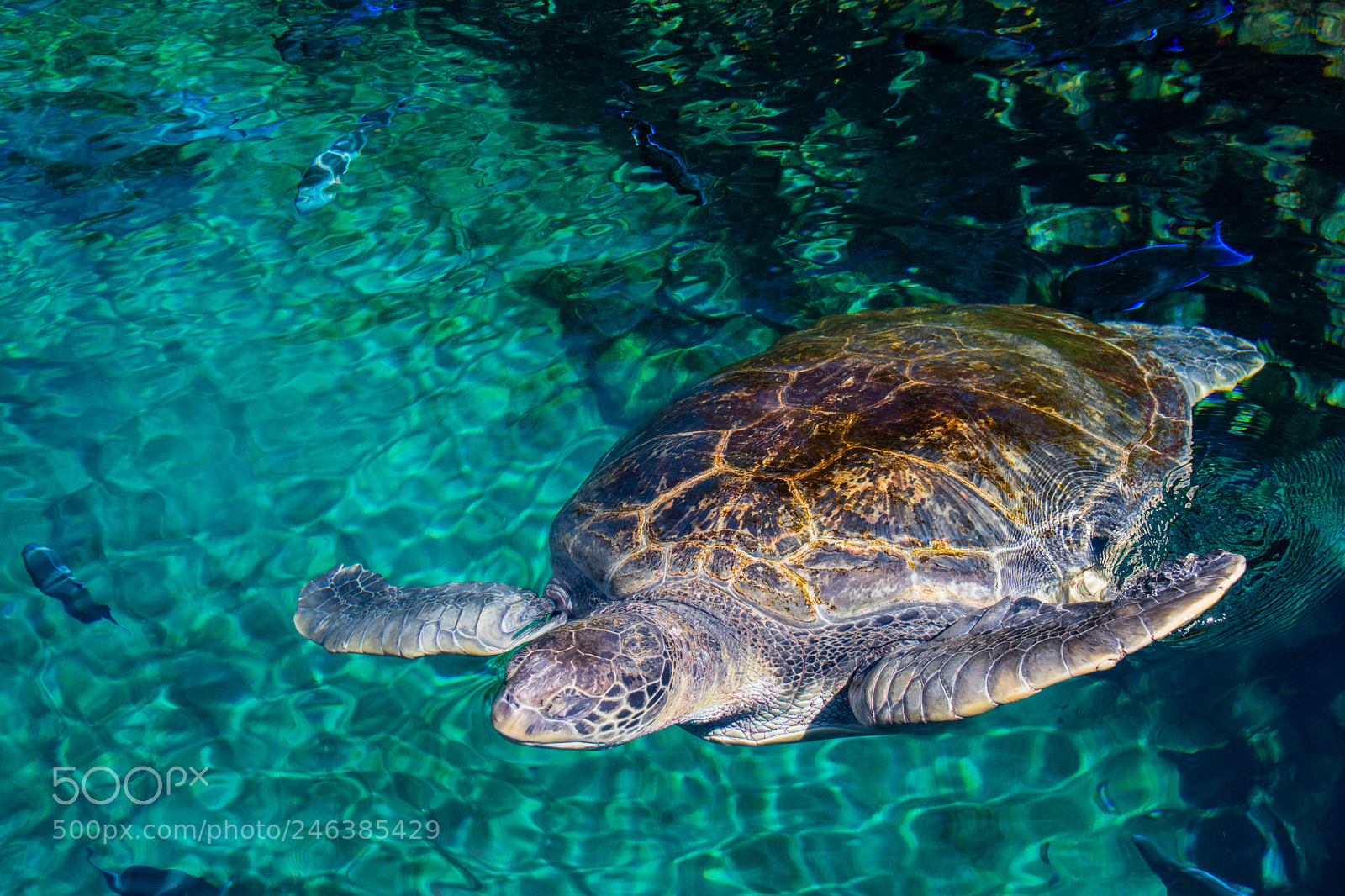 Nikon D7200 sample photo. Turtle in florida photography