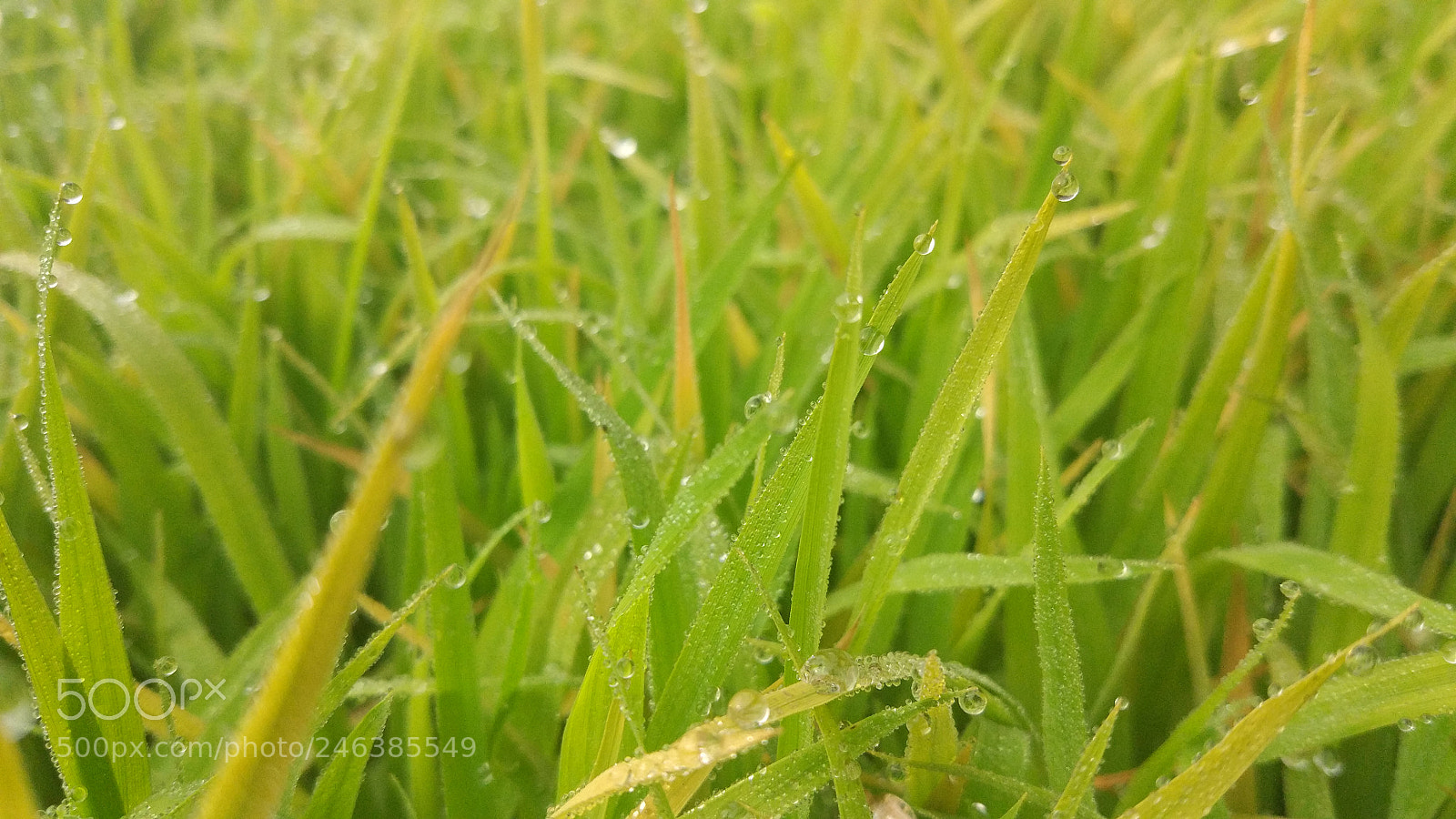 Xiaomi MI 5 sample photo. 39854084302.jpg photography