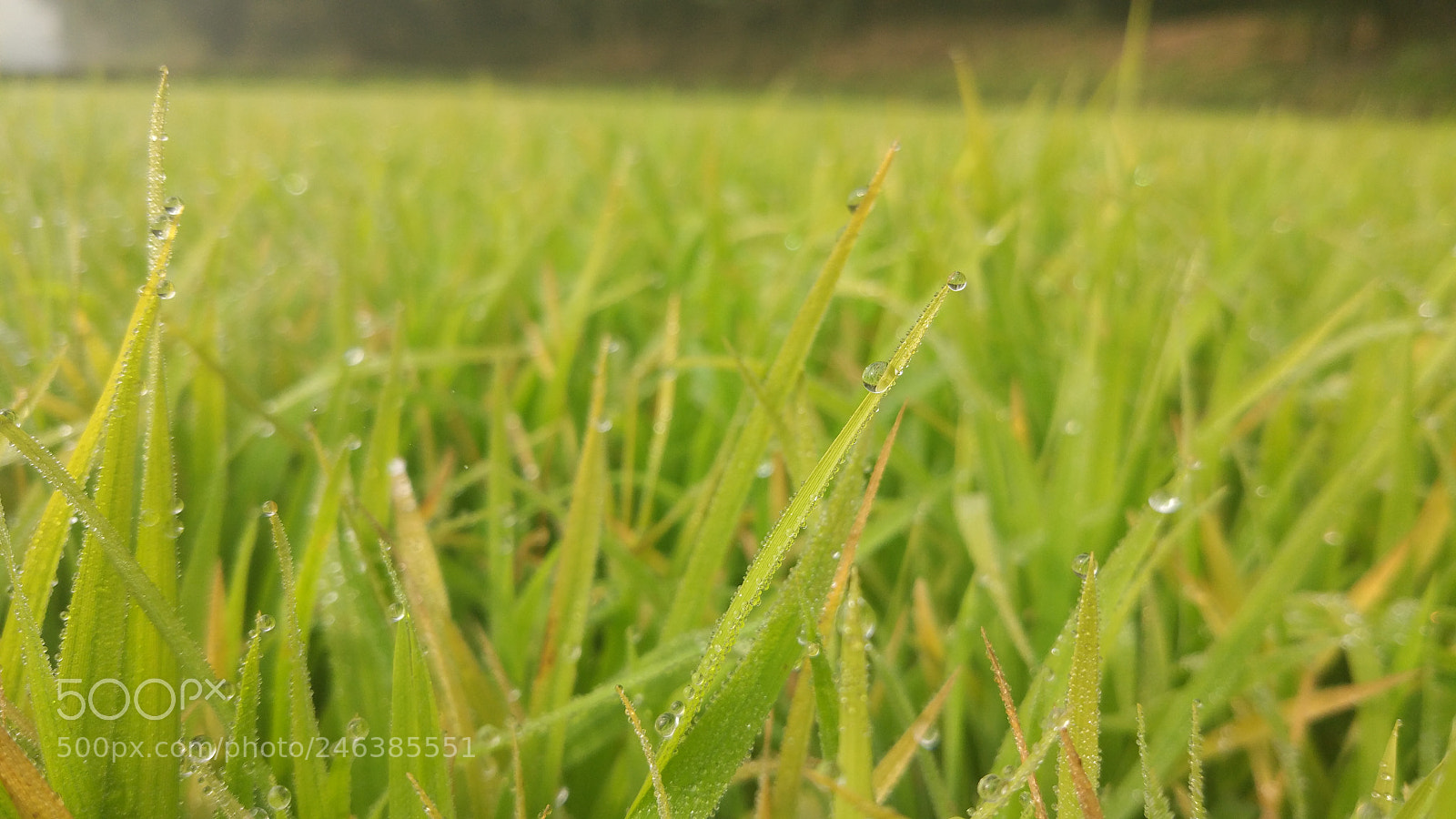 Xiaomi MI 5 sample photo. 39175999424.jpg photography