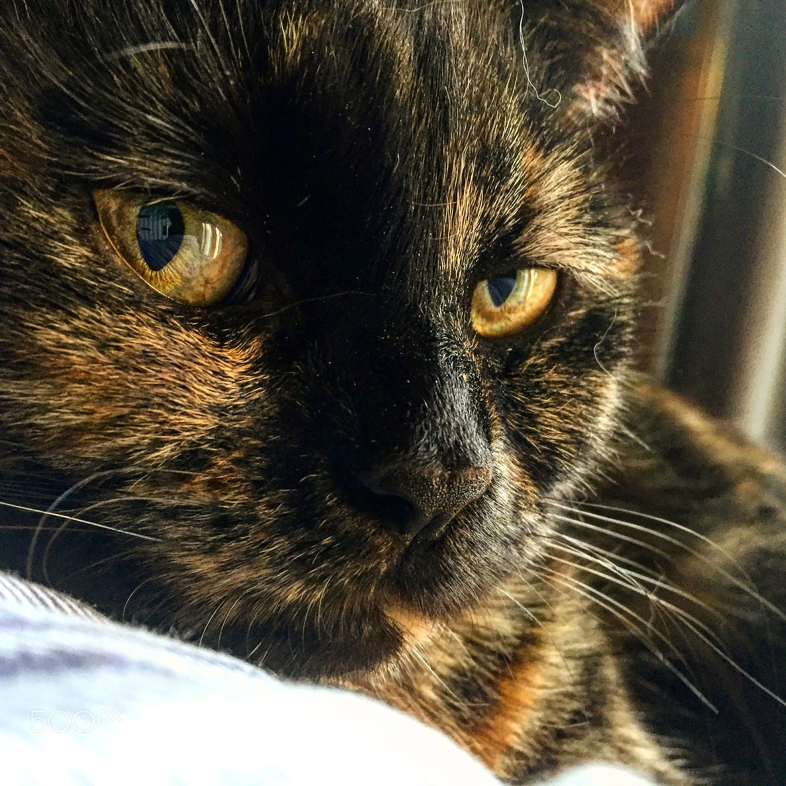 Apple iPhone 6 sample photo. Untitled photography