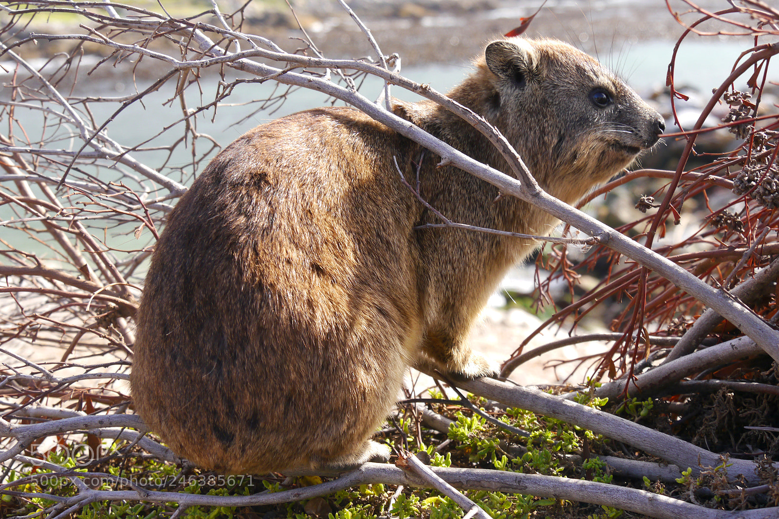 Panasonic Lumix DMC-G5 sample photo. Klippschliefer, so cute ? photography