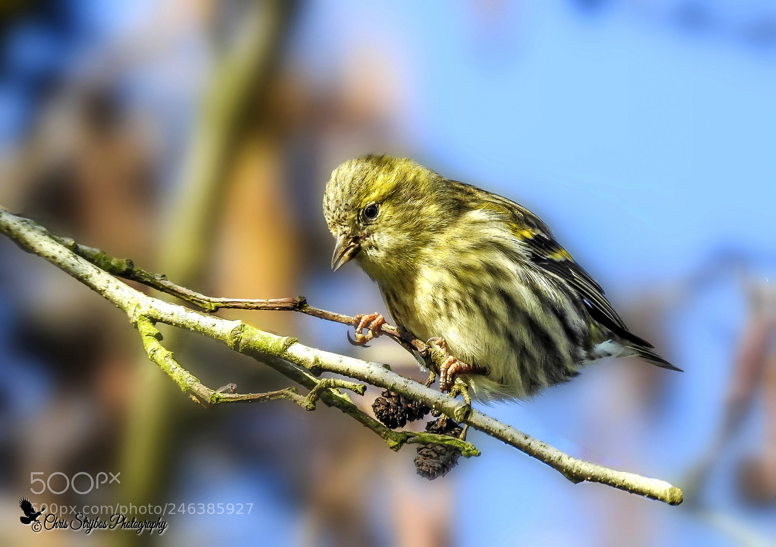 Nikon Coolpix P900 sample photo. Sijs vrouwtje  ( siskins female) photography