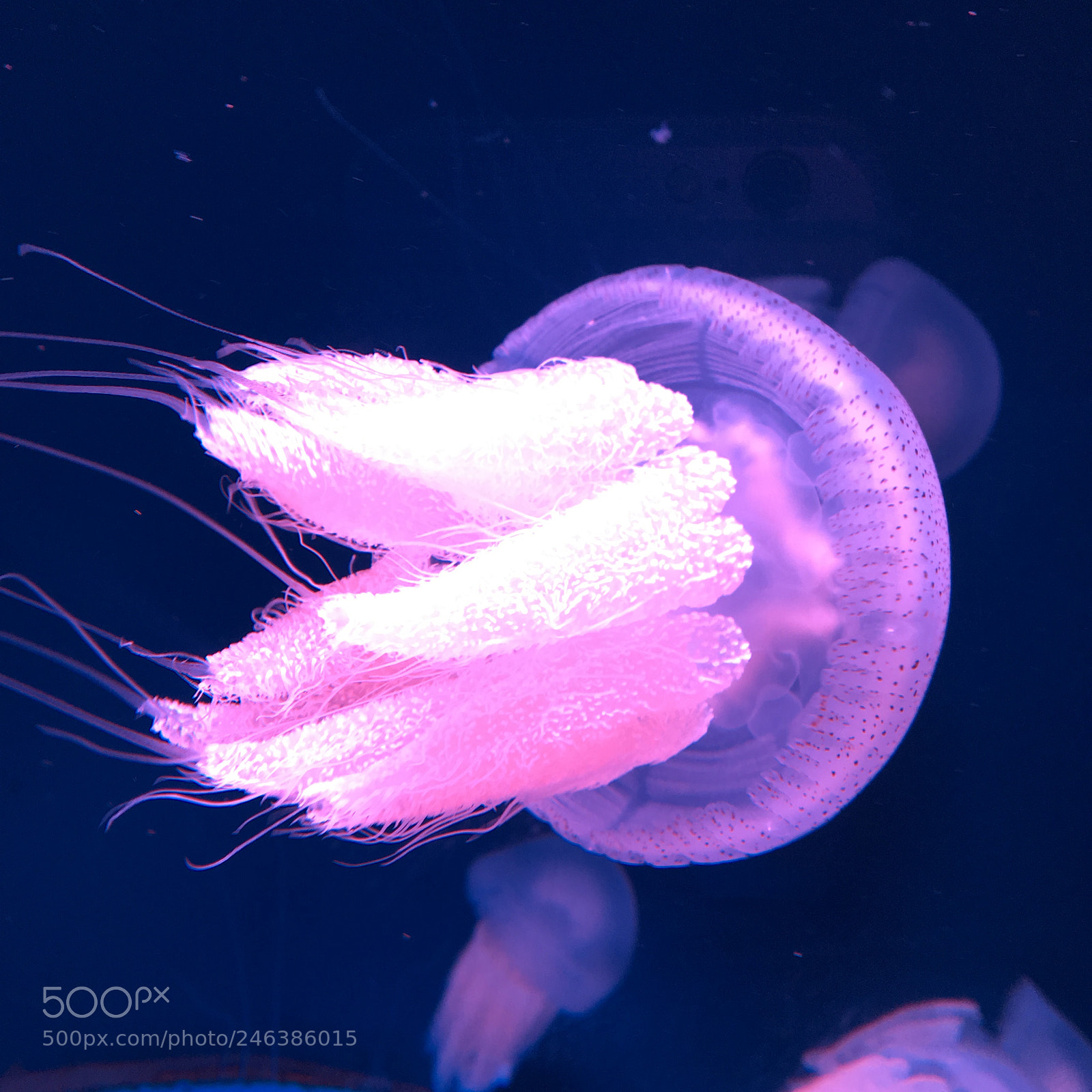 Apple iPhone 6s sample photo. Jellyfish on jakarta aquarium photography