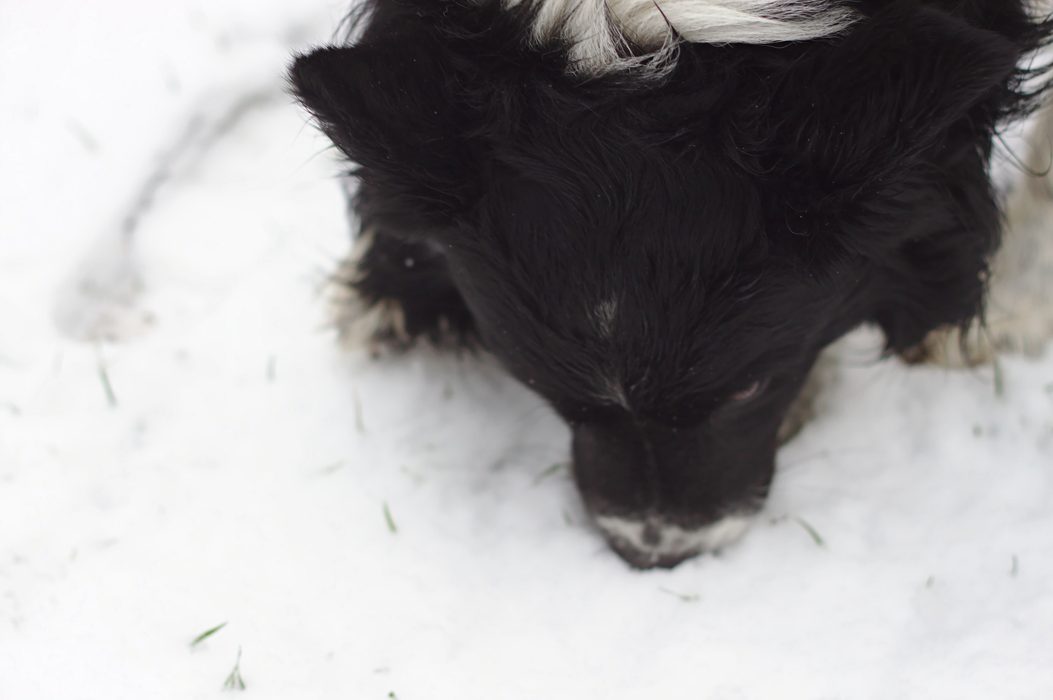 Canon EOS 500D (EOS Rebel T1i / EOS Kiss X3) + Canon EF 50mm F1.8 II sample photo. Snowlover photography