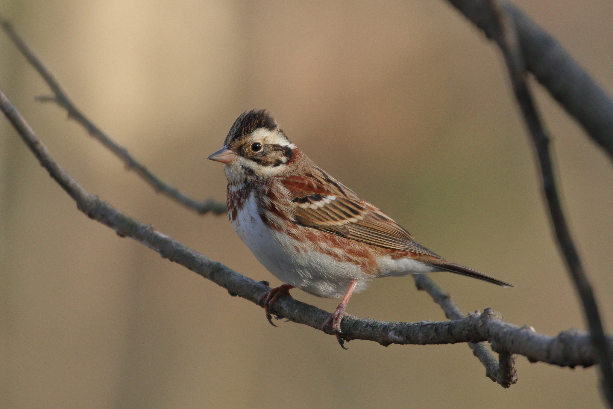 Canon EOS 7D Mark II + Canon EF 100-400mm F4.5-5.6L IS II USM sample photo. Rustic bunting

7i2a5046 photography