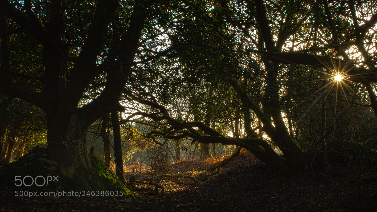 Nikon D7200 sample photo. Sunburst through trees photography